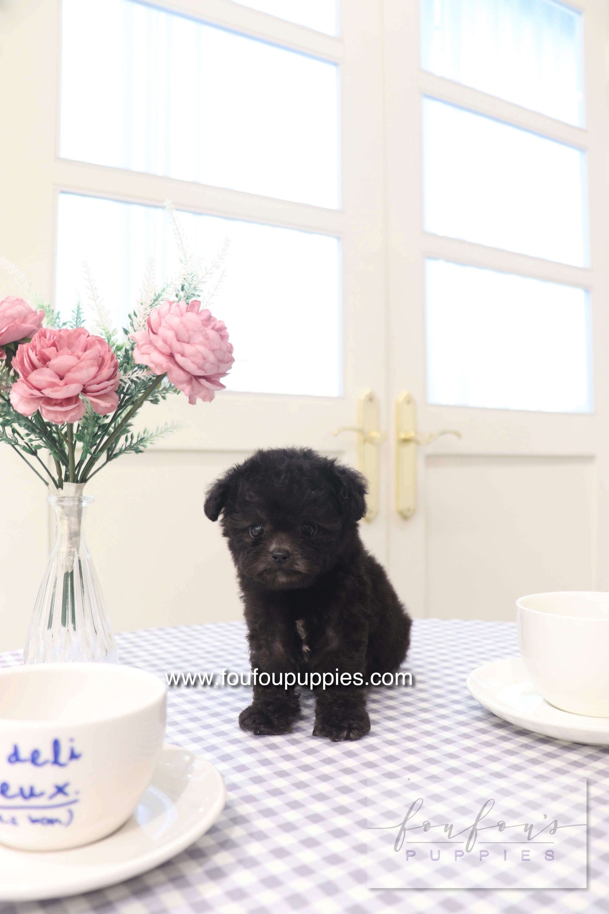 Dahlia - Poodle F.