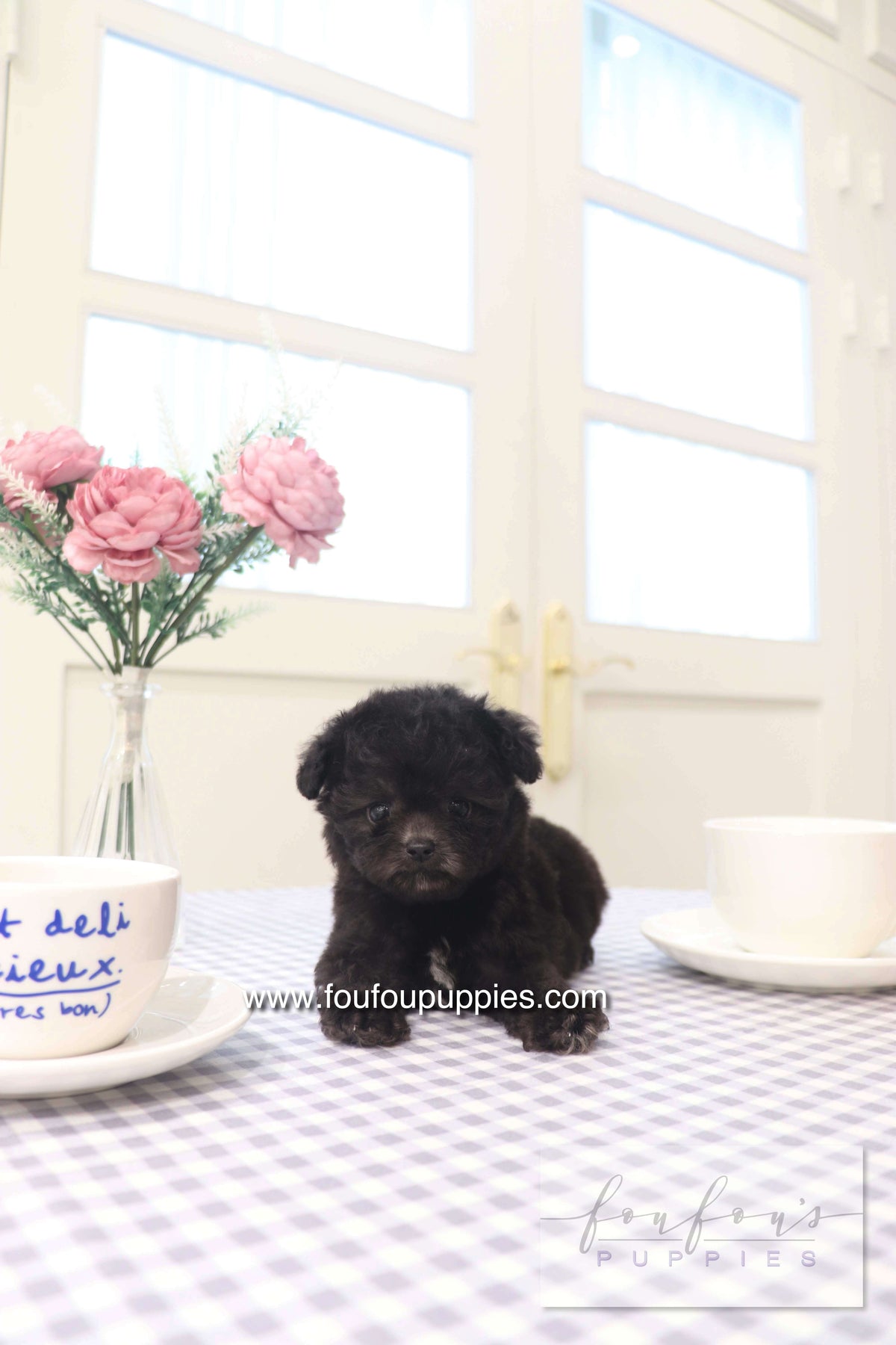 Dahlia - Poodle F.