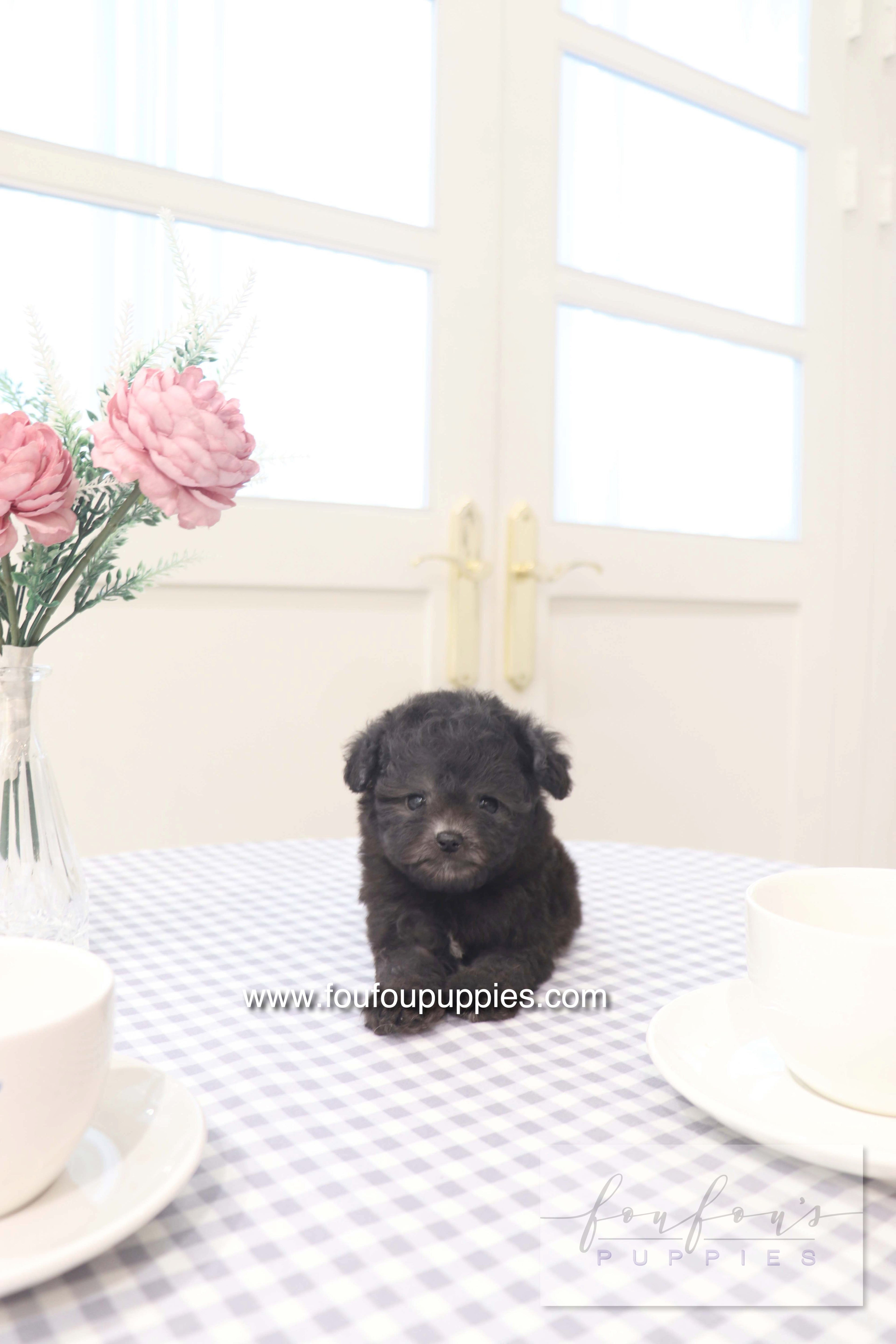 Dahlia - Poodle F.