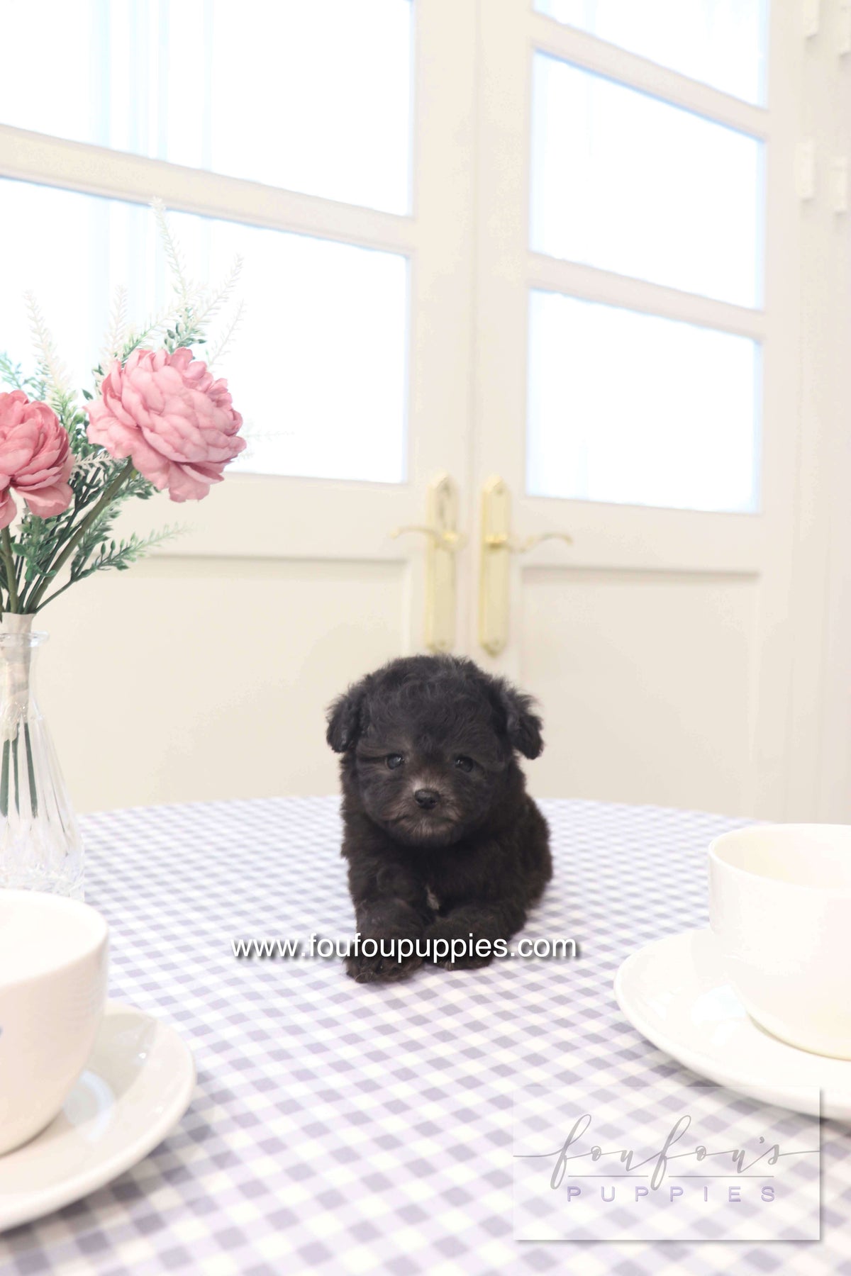 Dahlia - Poodle F.