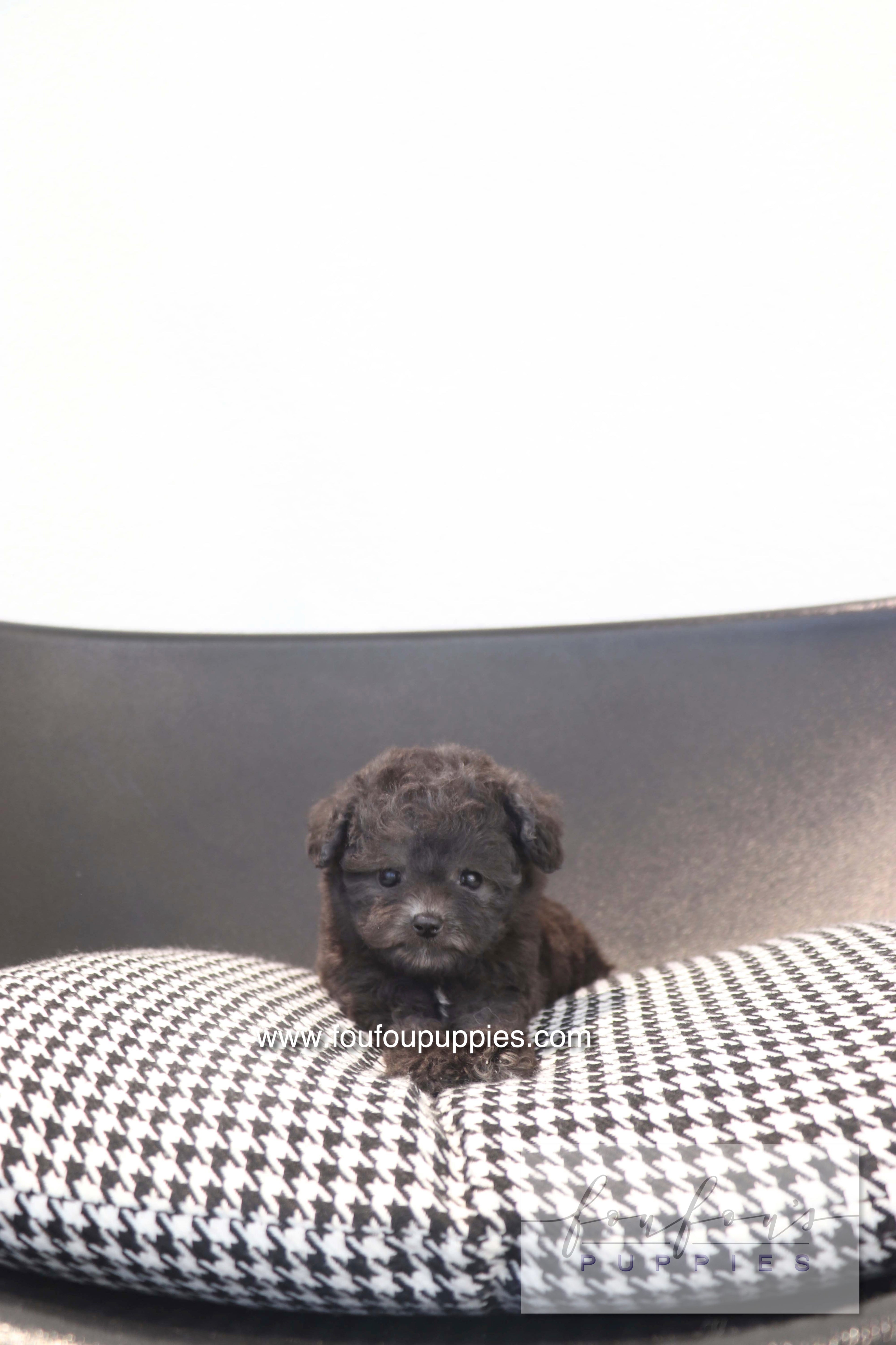 Dahlia - Poodle F.