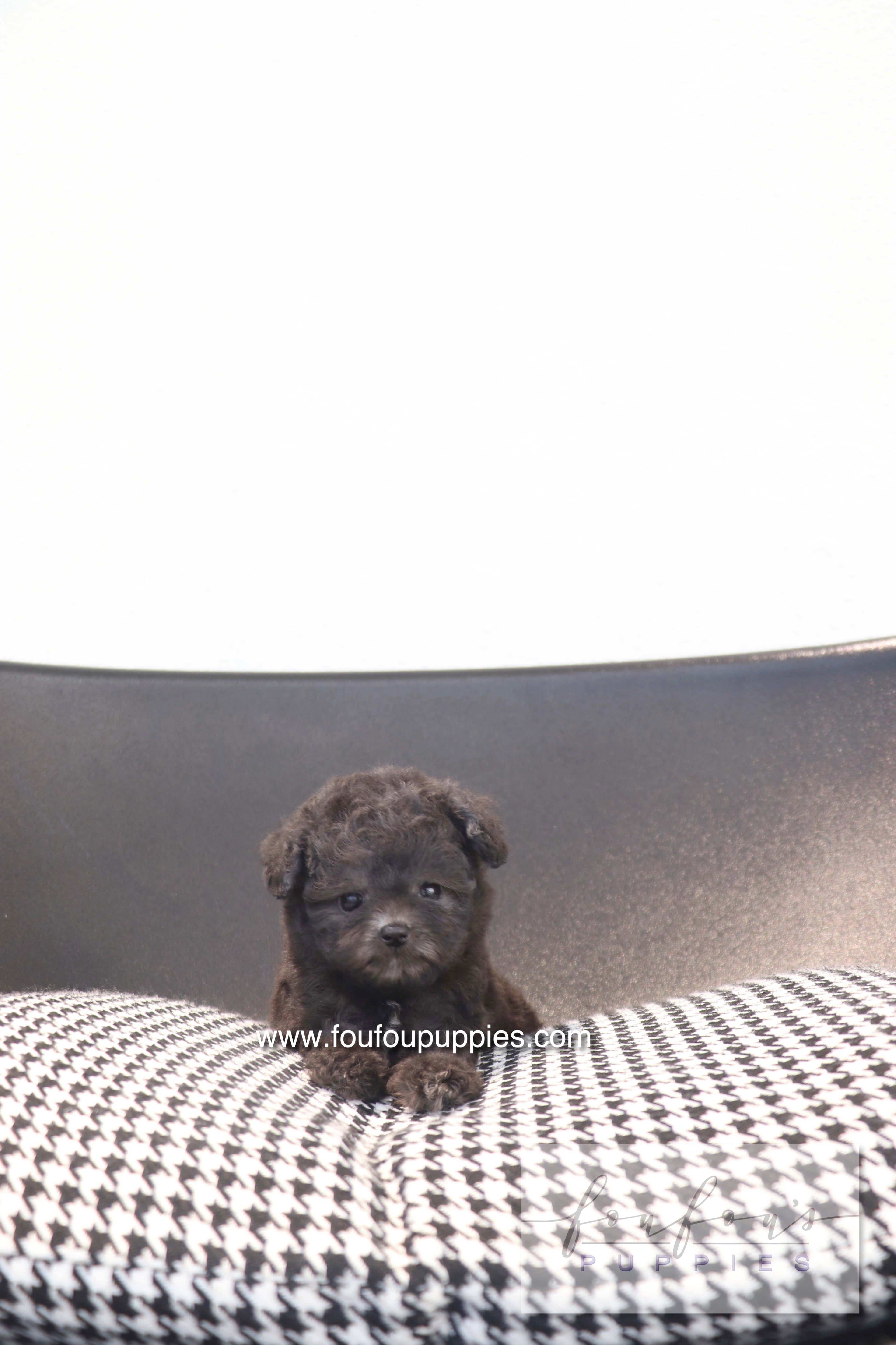 Dahlia - Poodle F.