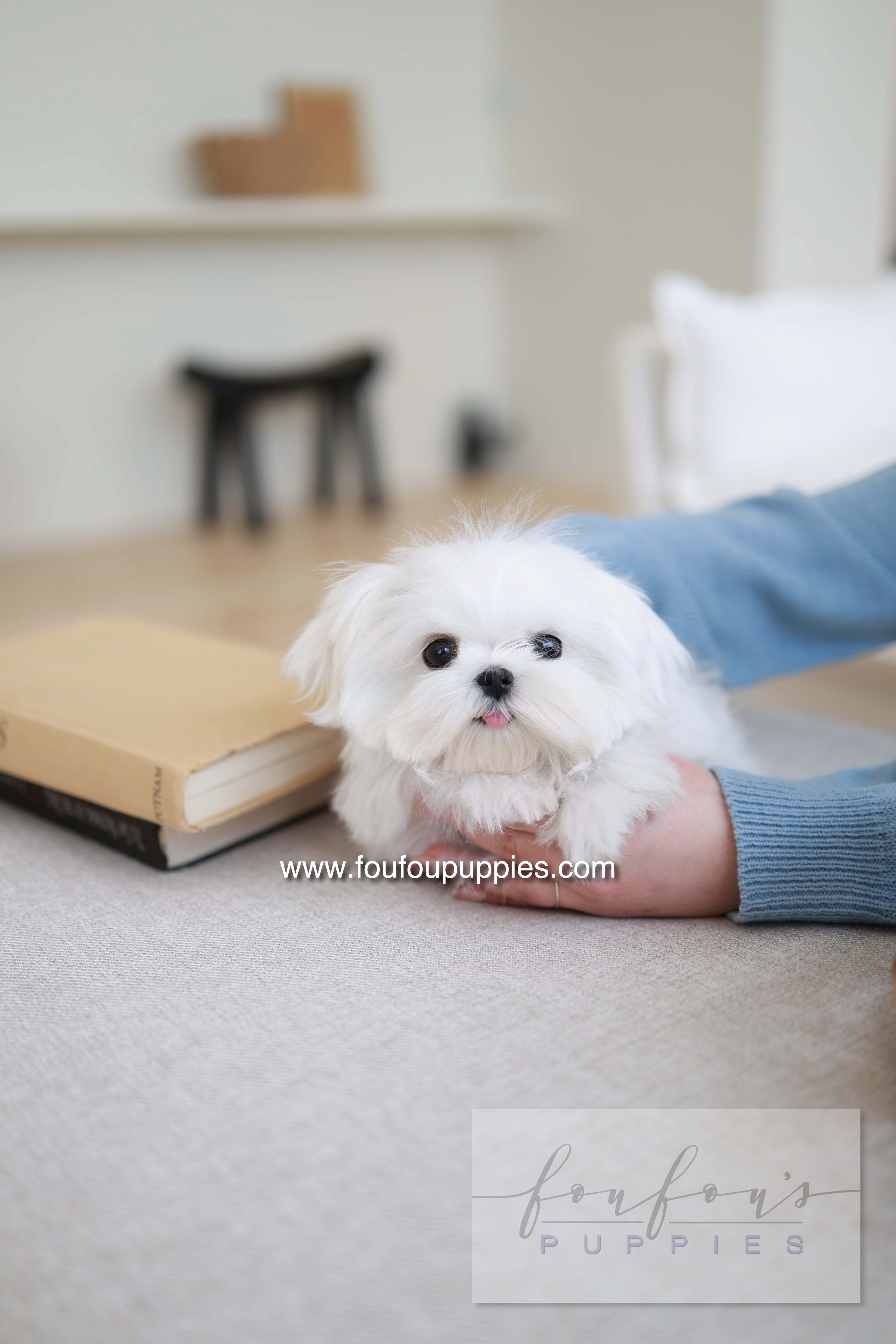 Kiki - Maltese F.