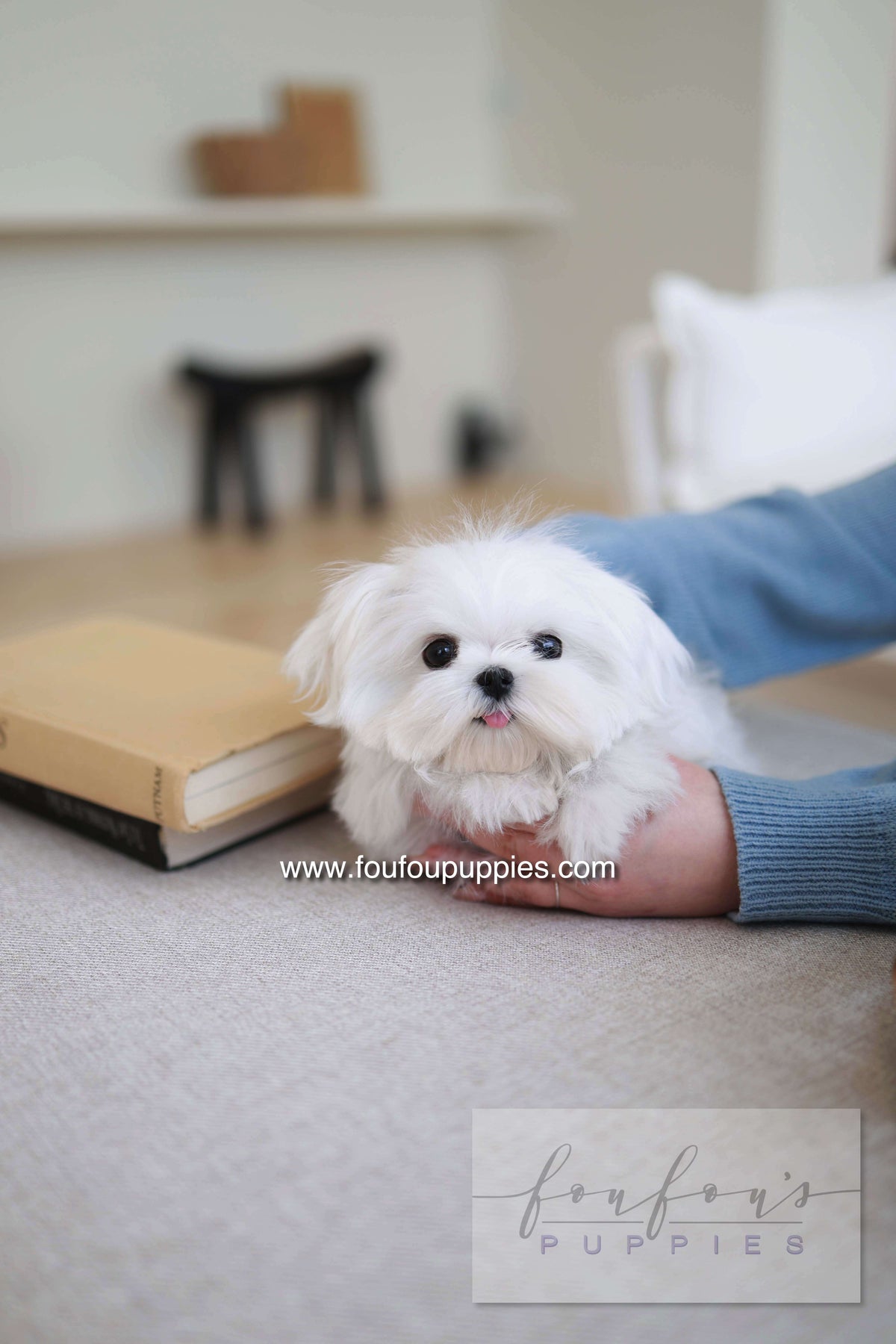 Kiki - Maltese F.