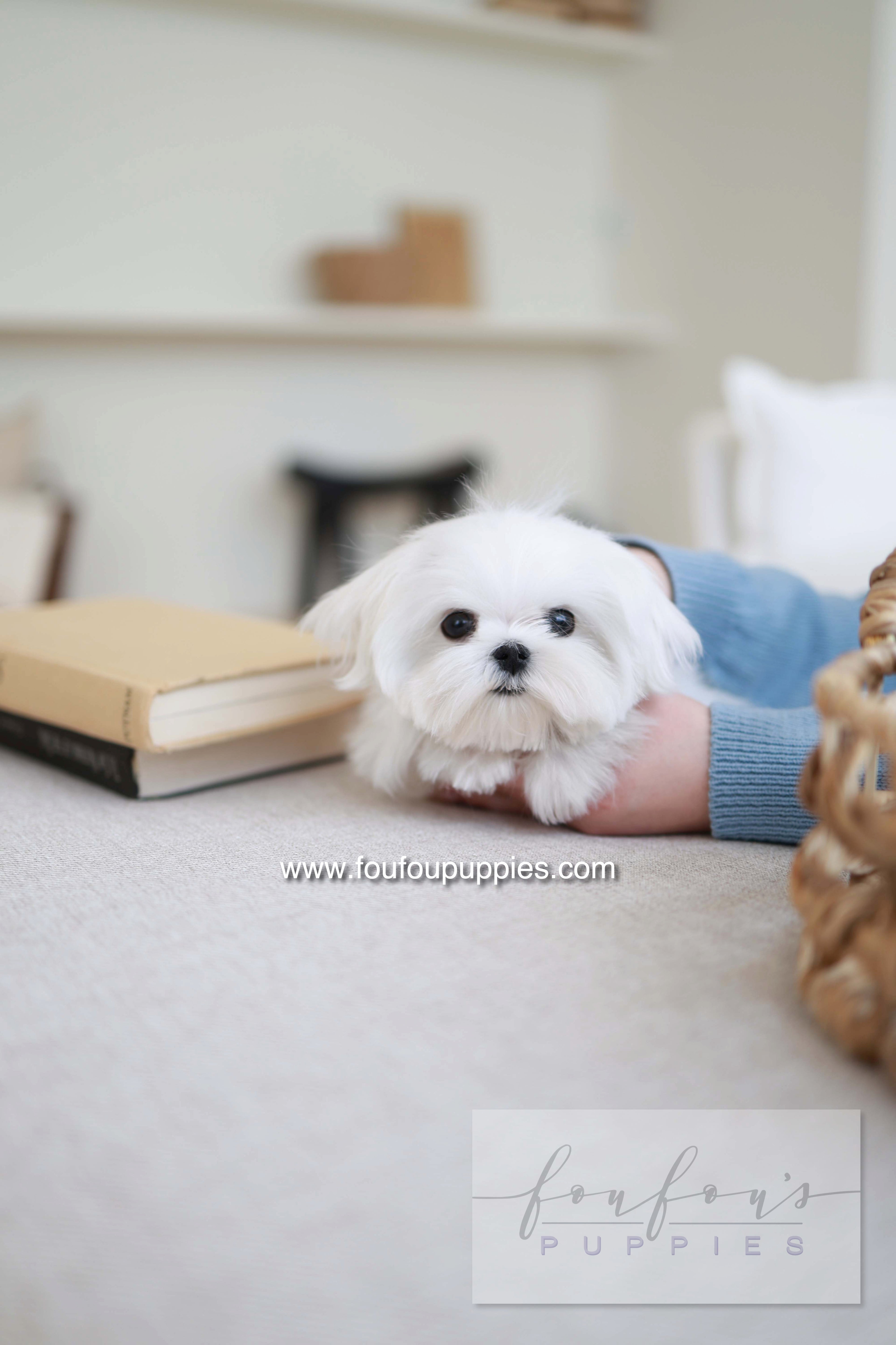 Kiki - Maltese F.