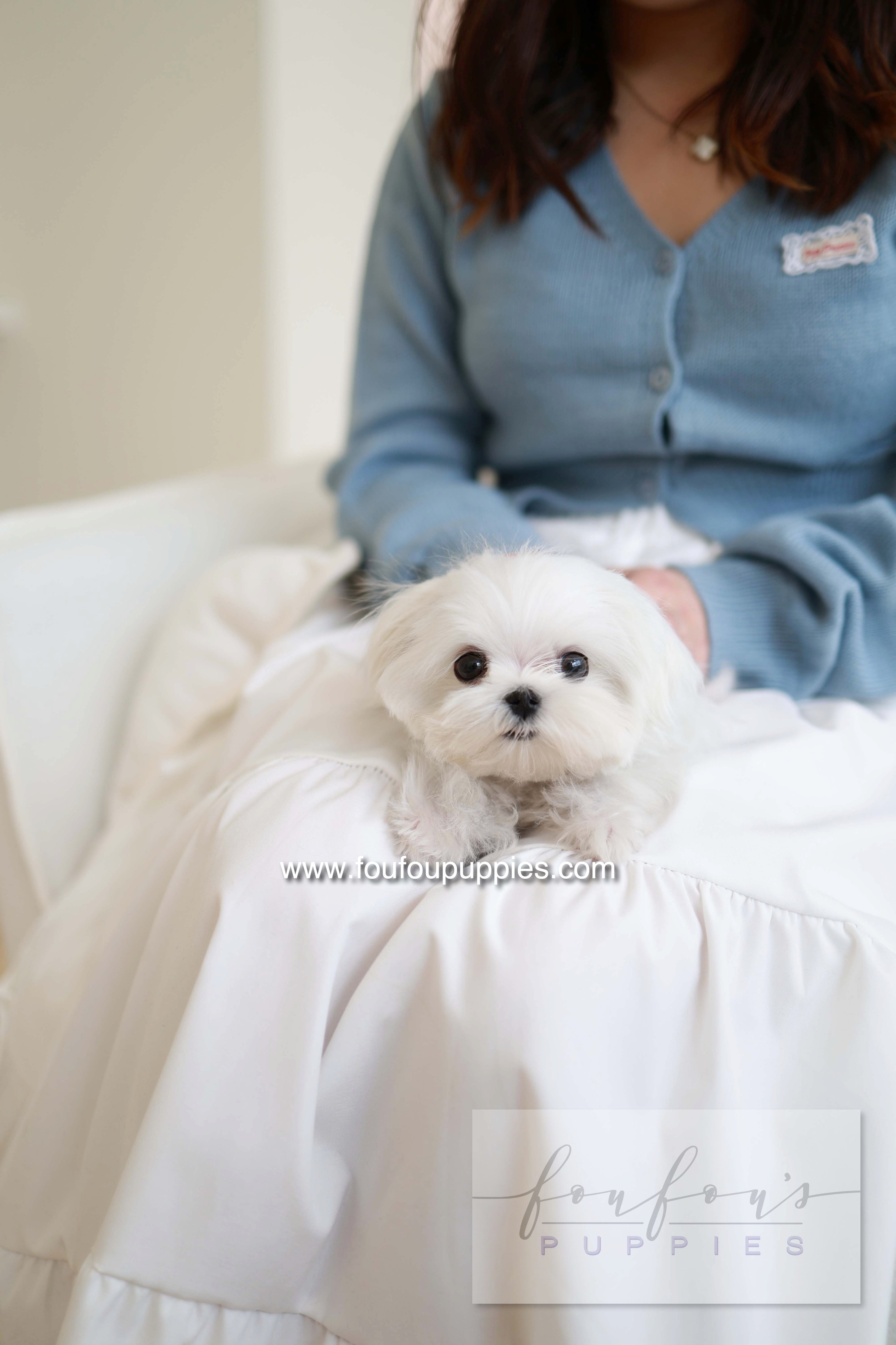 Kiki - Maltese F.