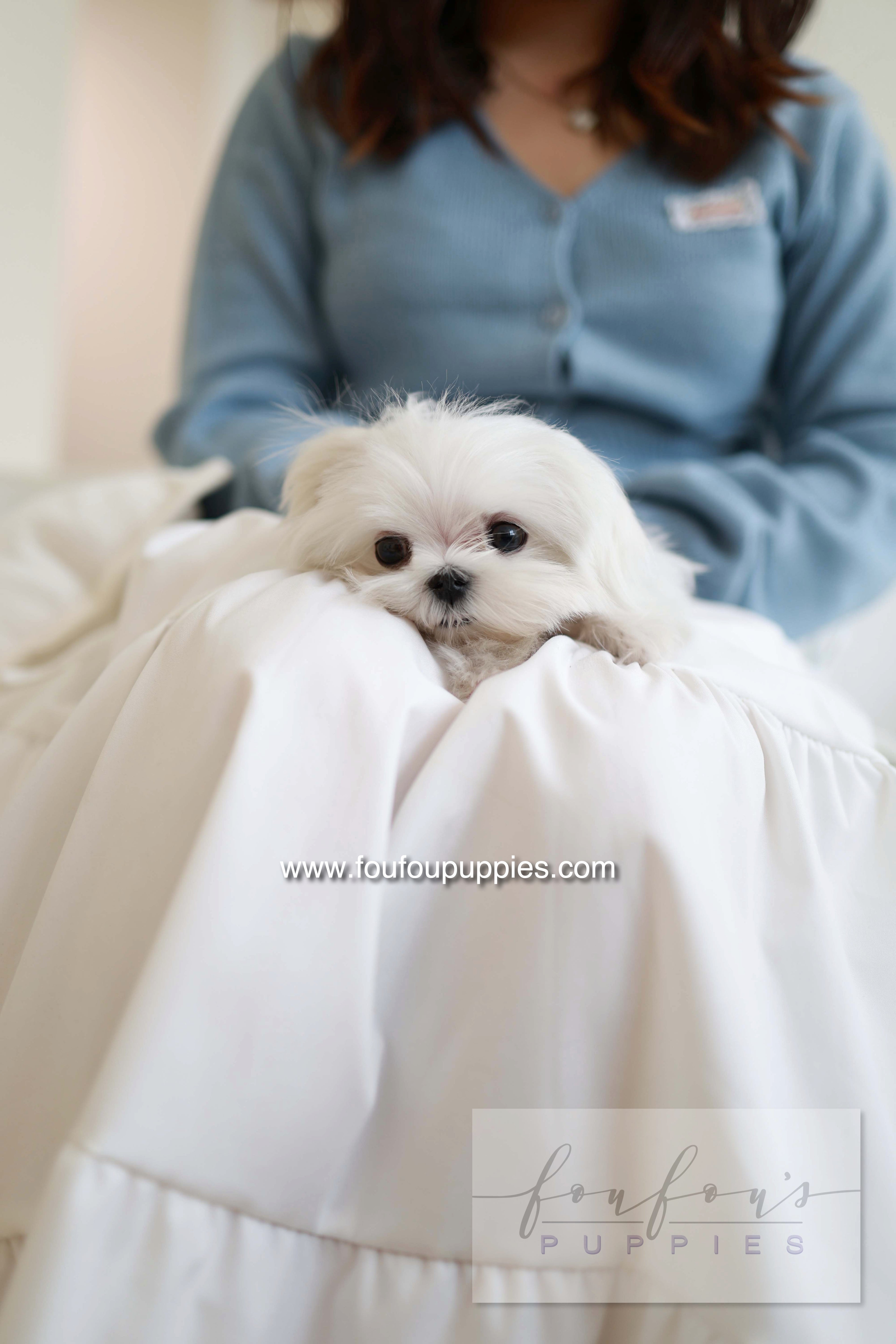 Kiki - Maltese F.