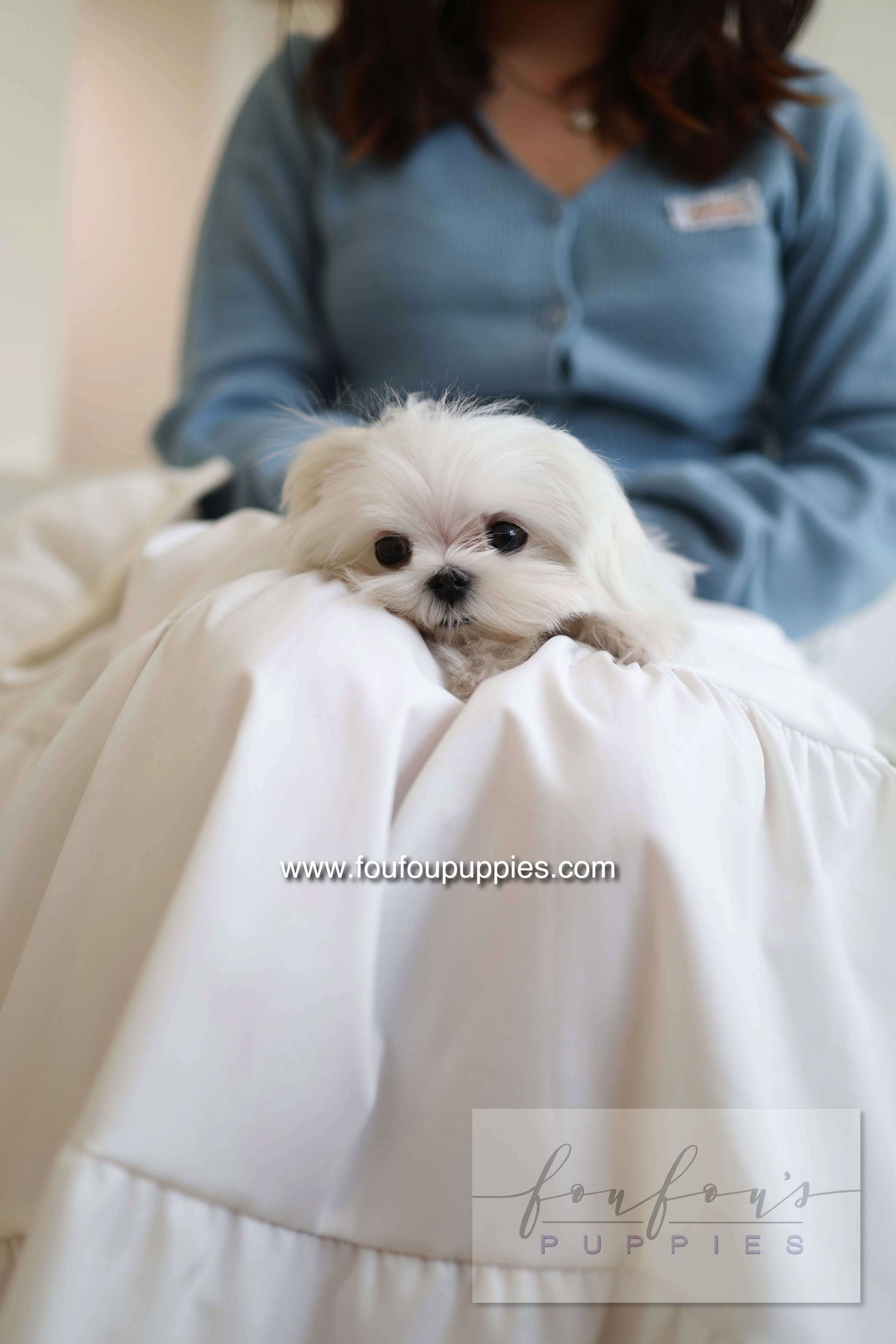 Kiki - Maltese F.