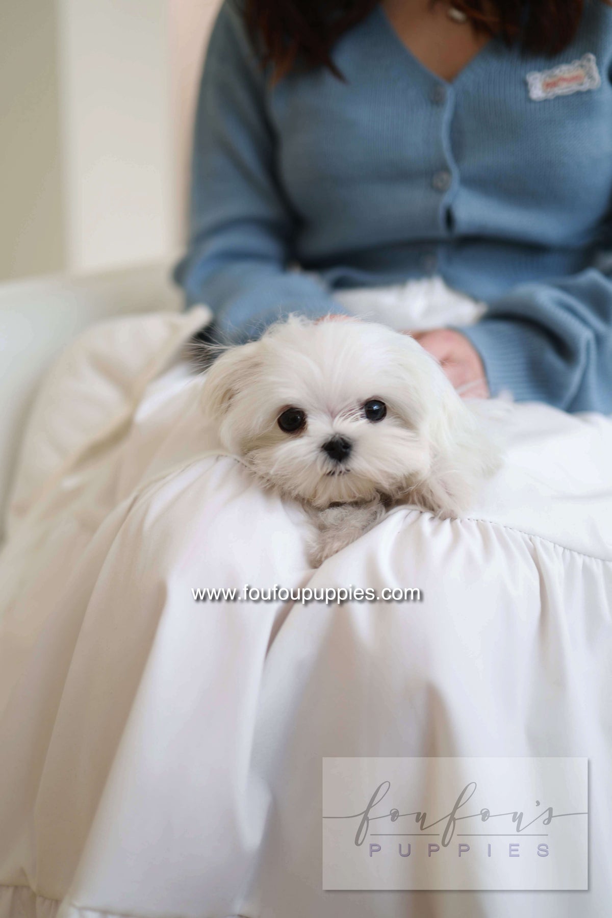 Kiki - Maltese F.