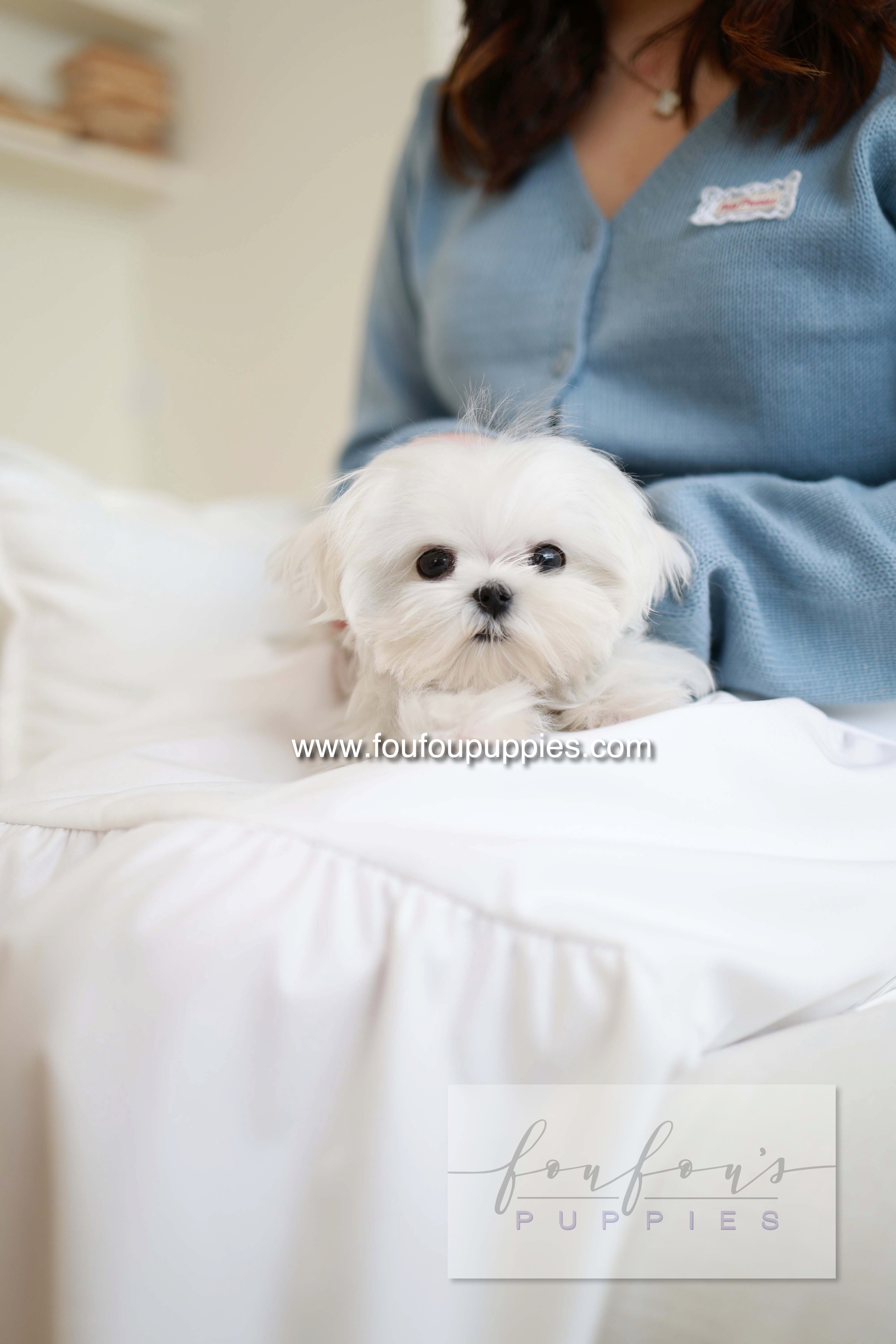 Kiki - Maltese F.