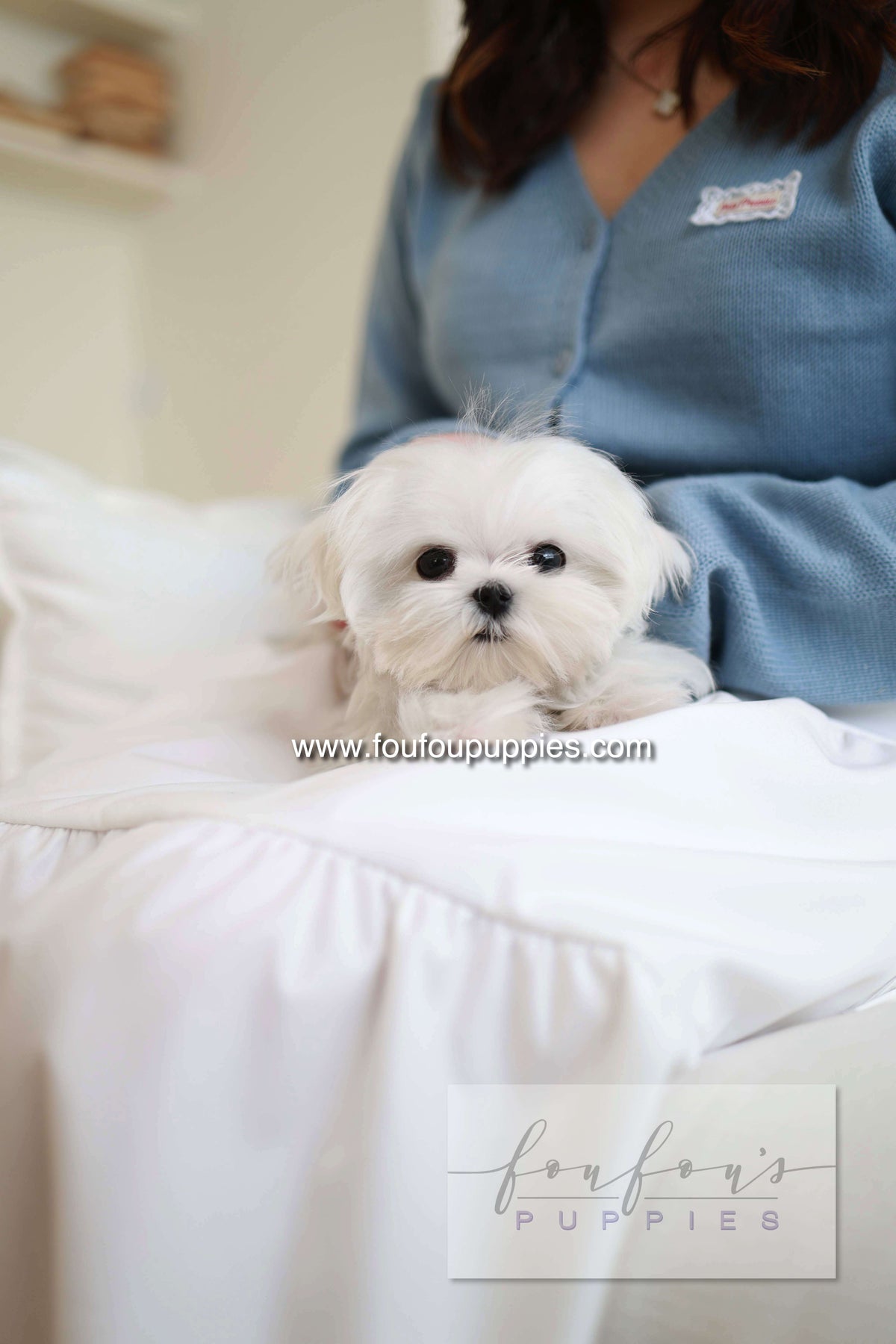 Kiki - Maltese F.