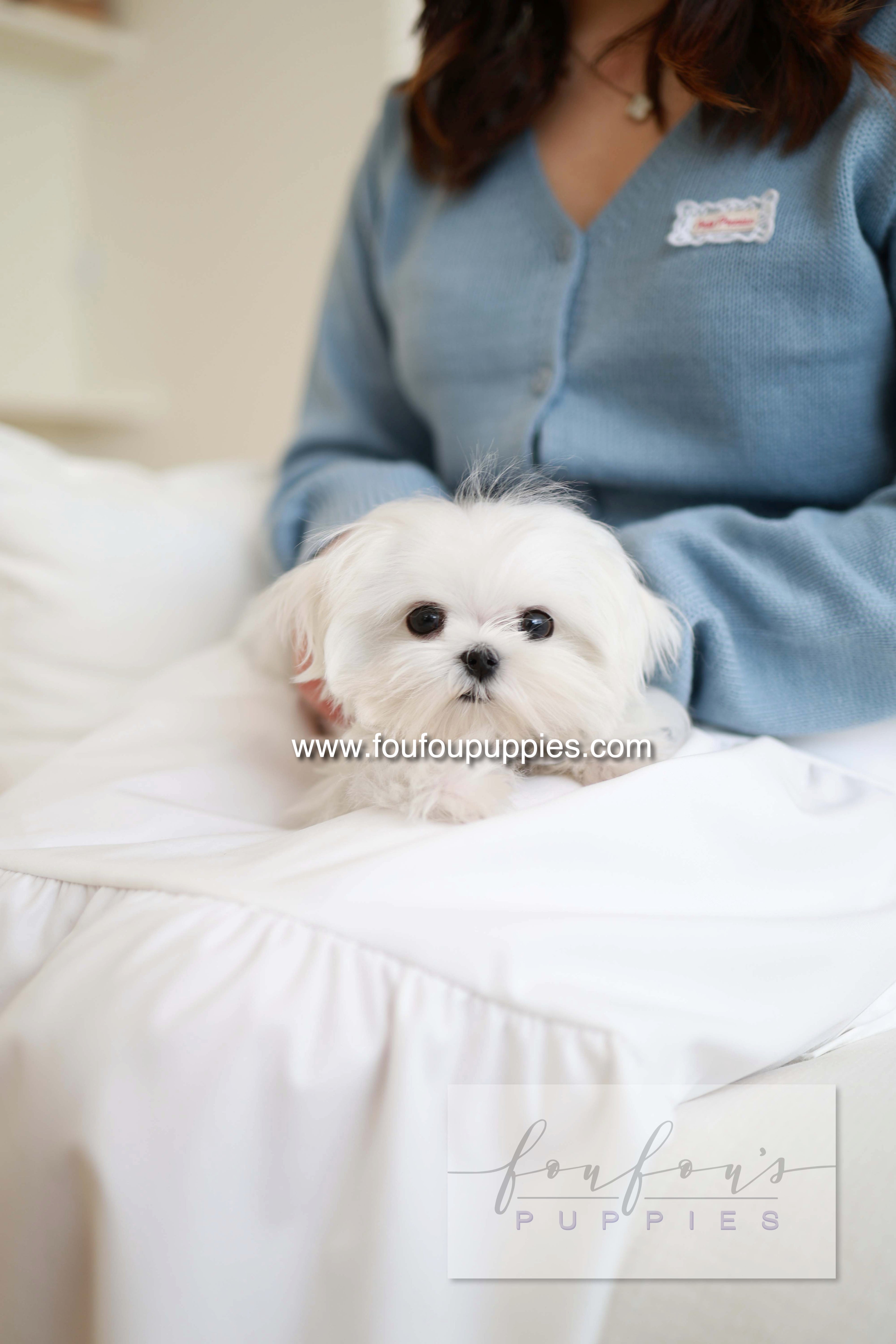 Kiki - Maltese F.