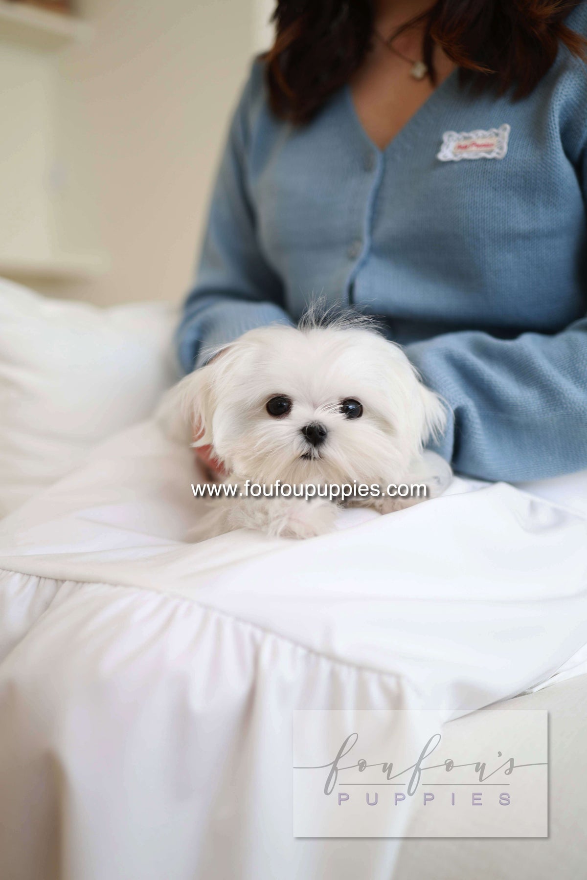 Kiki - Maltese F.