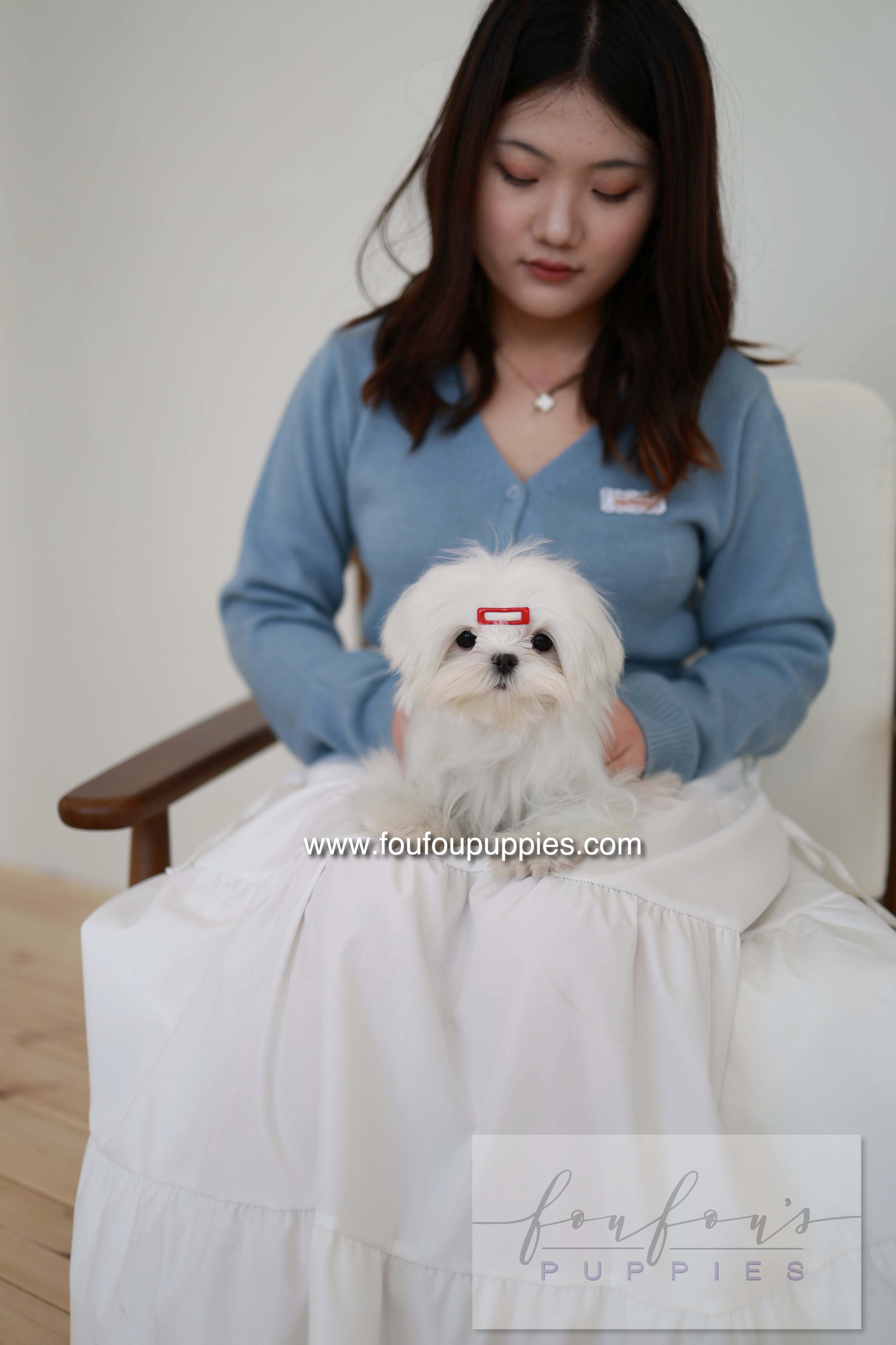 Winnie - Maltese F.