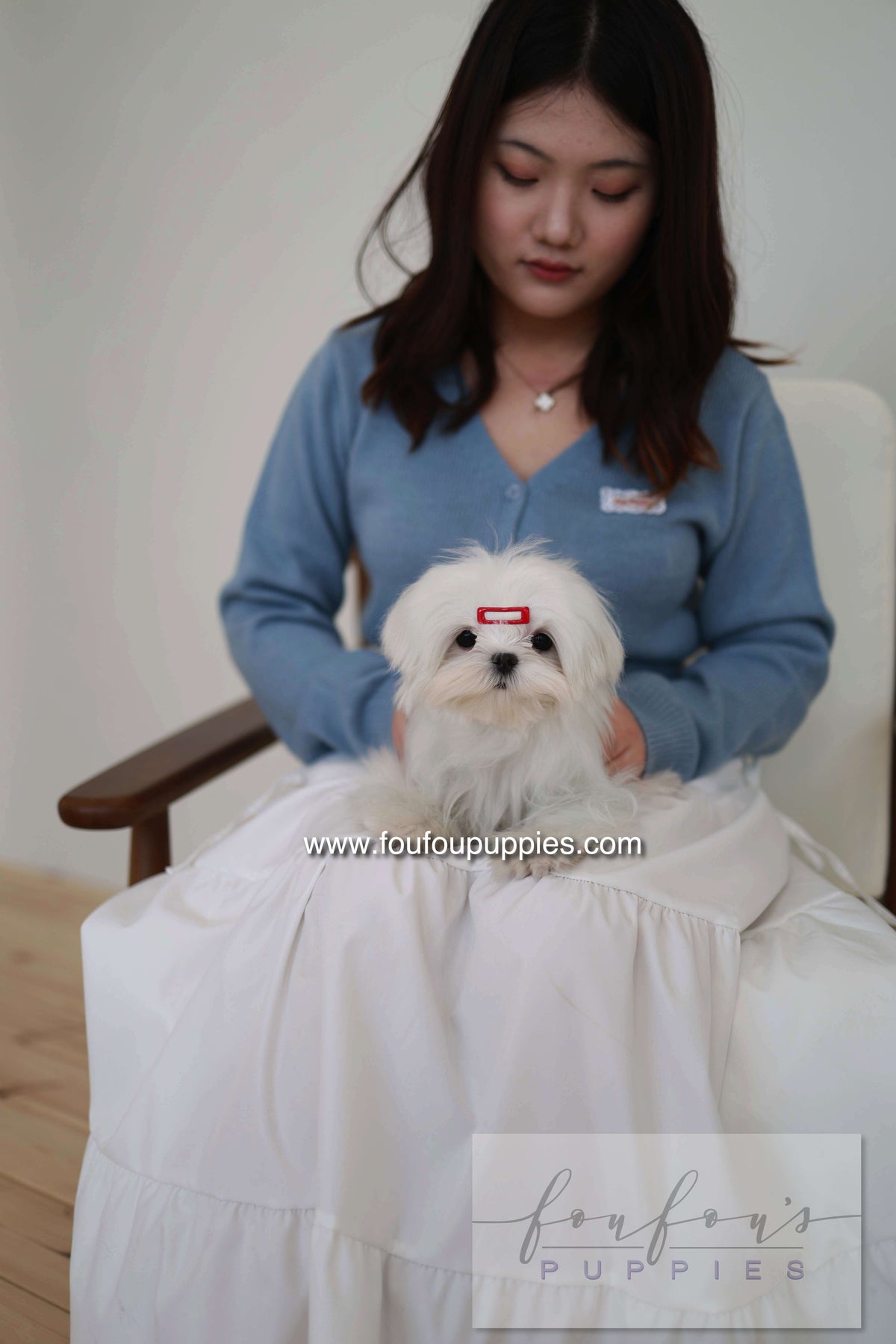 Winnie - Maltese F.