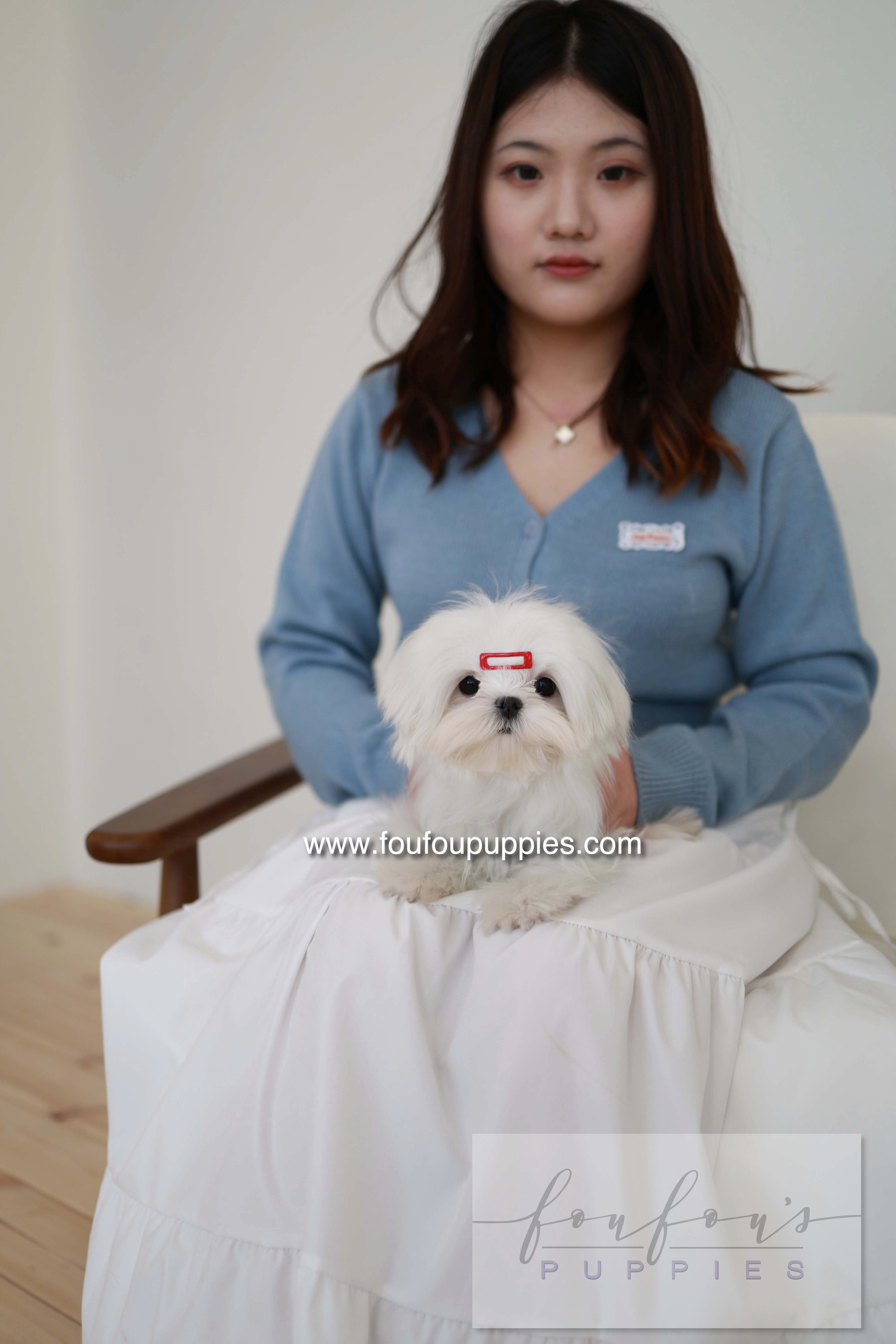Winnie - Maltese F.