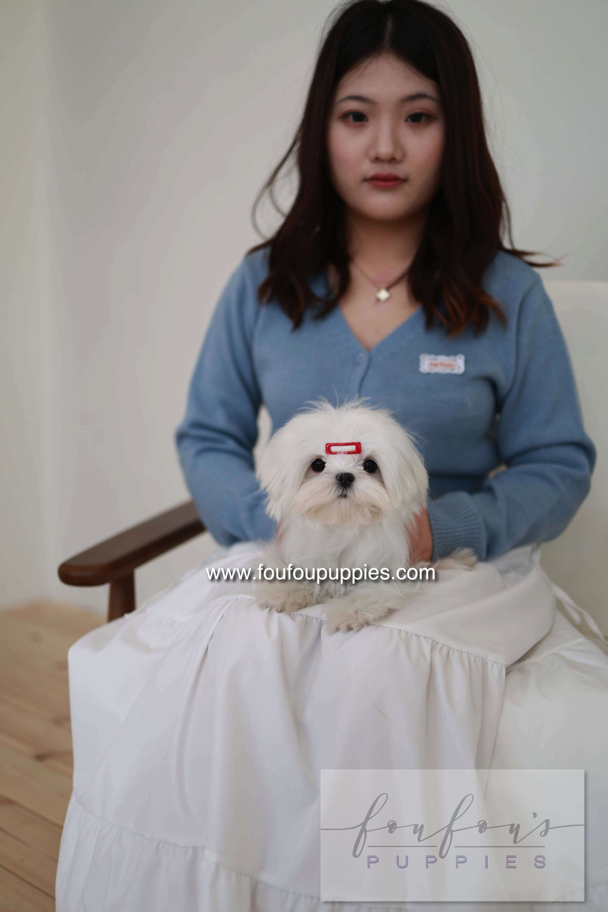 Winnie - Maltese F.