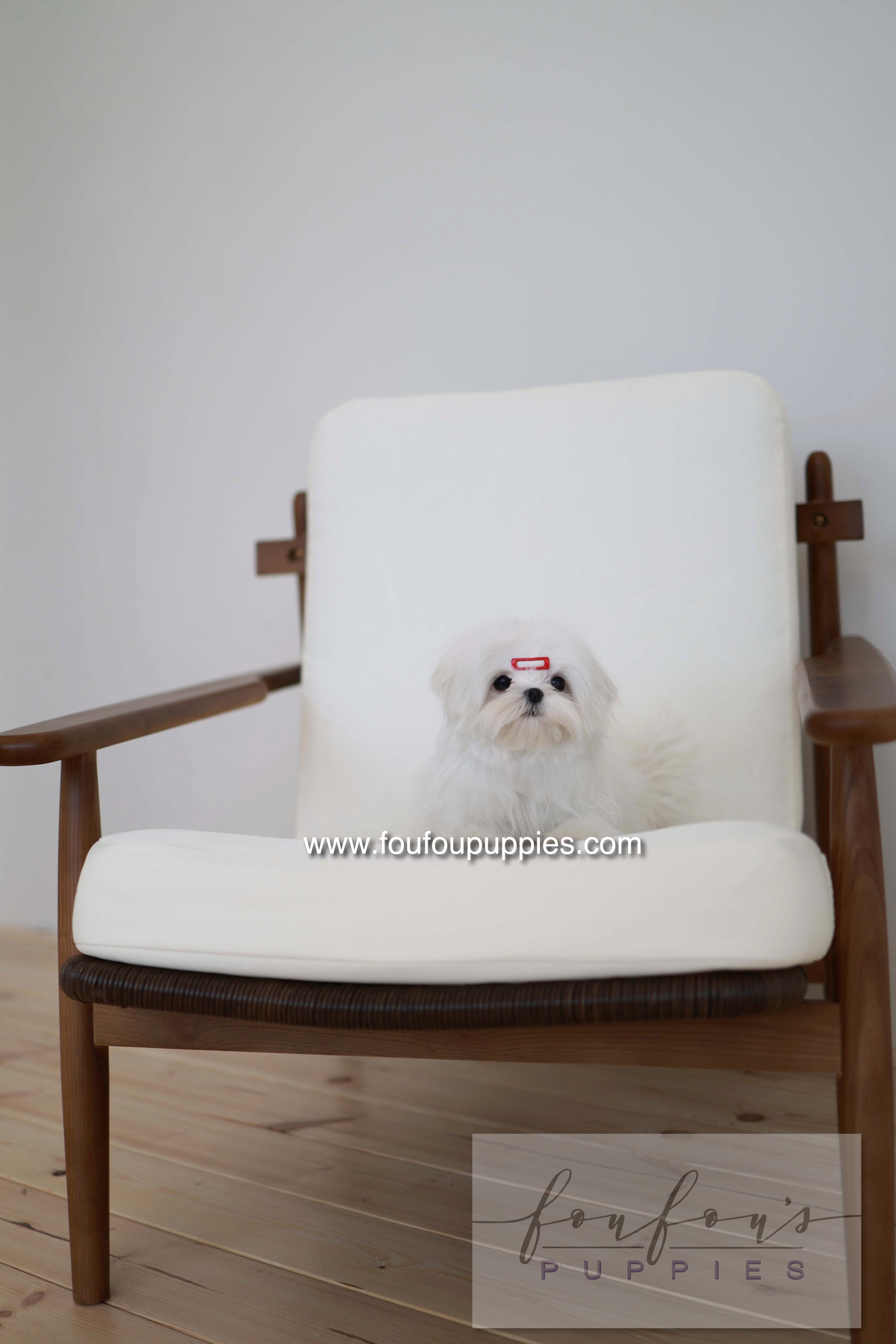 Winnie - Maltese F.