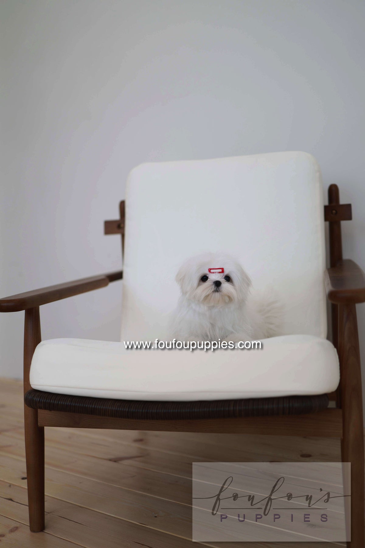 Winnie - Maltese F.
