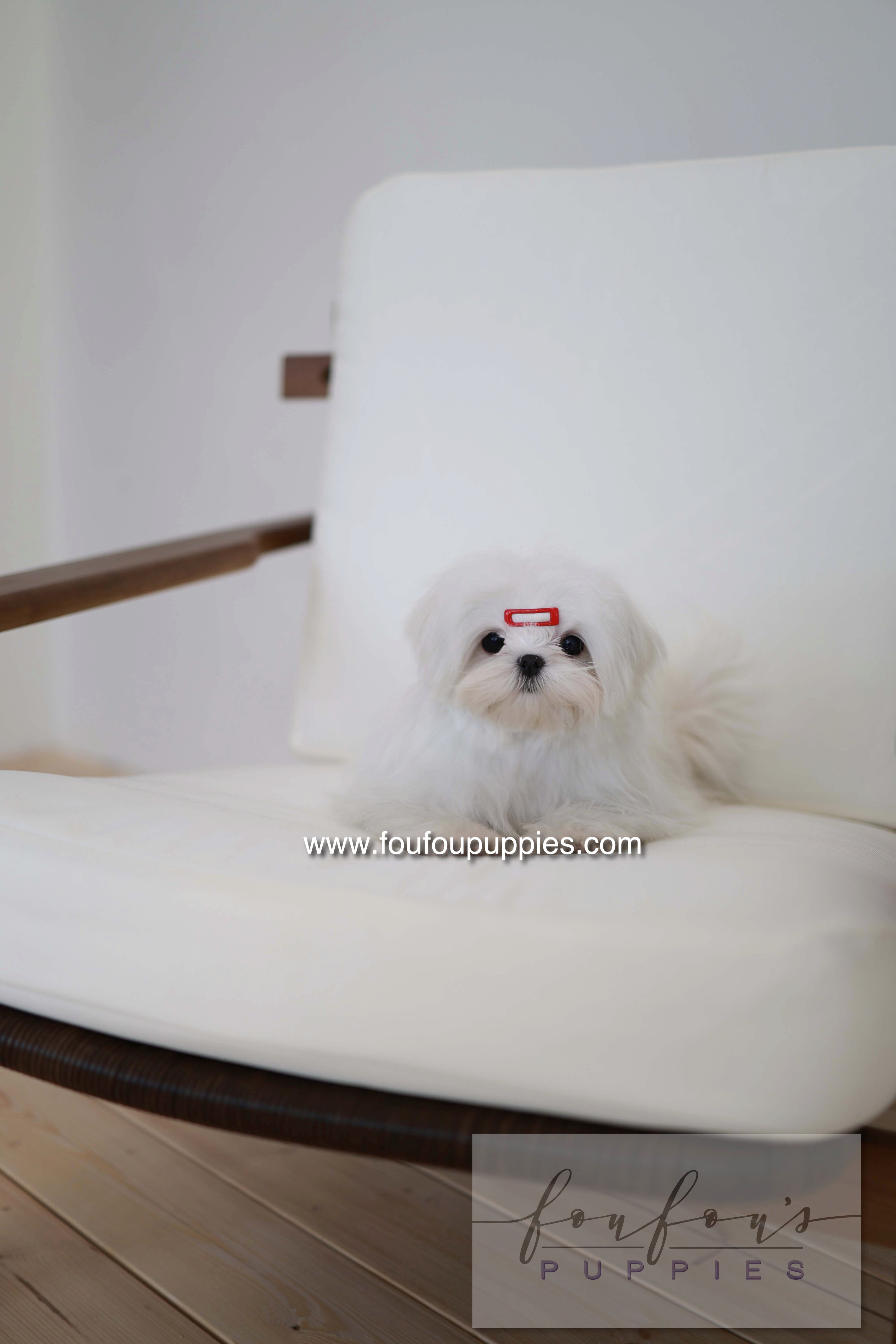 Winnie - Maltese F.