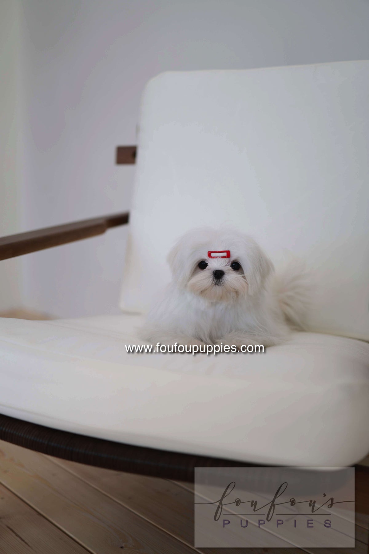 Winnie - Maltese F.