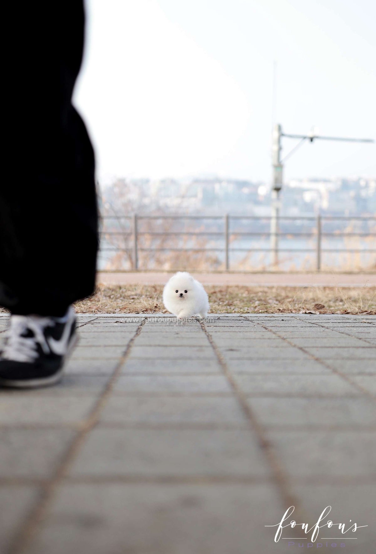Dolce - Pomeranian F.