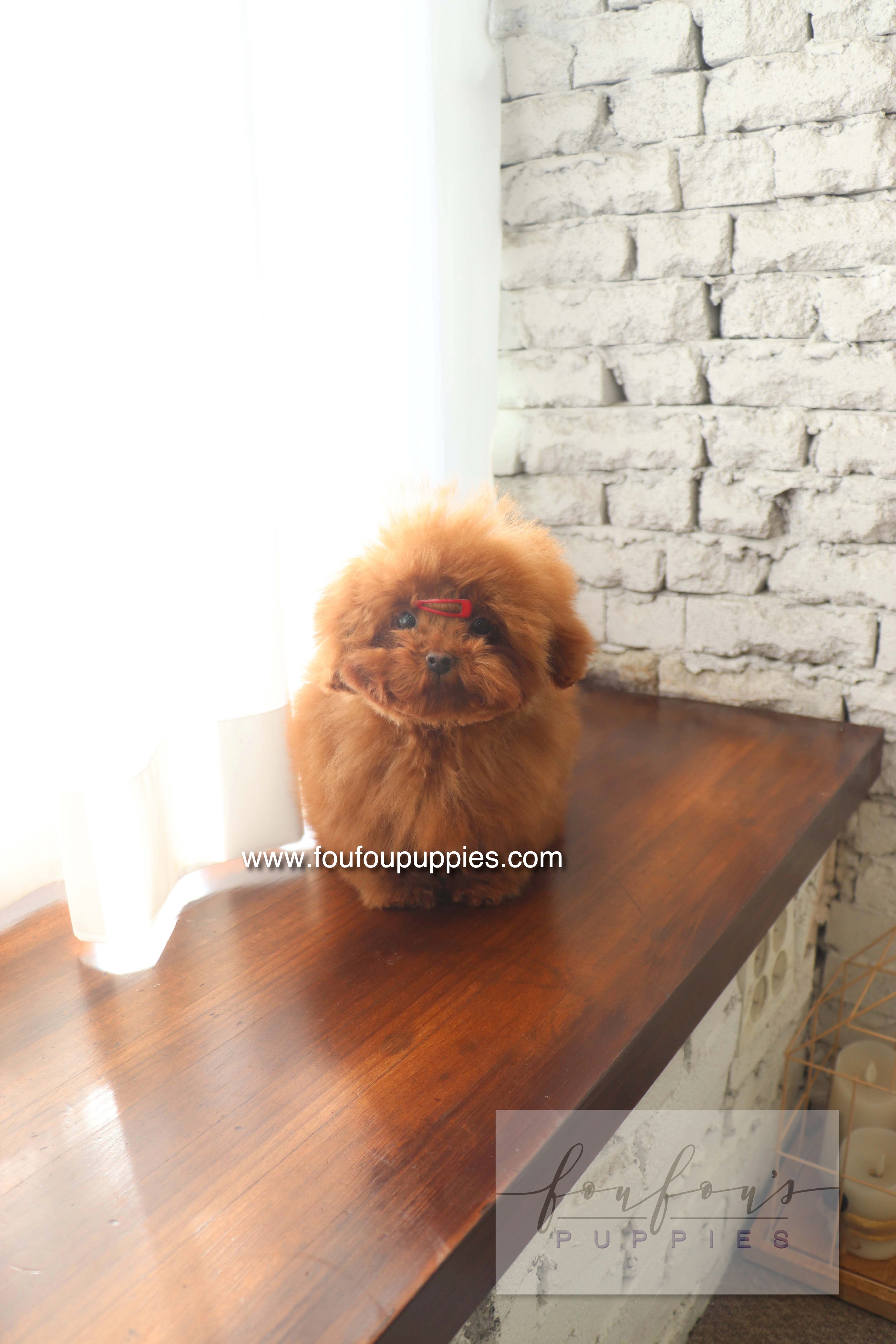 Murphy - Poodle M.
