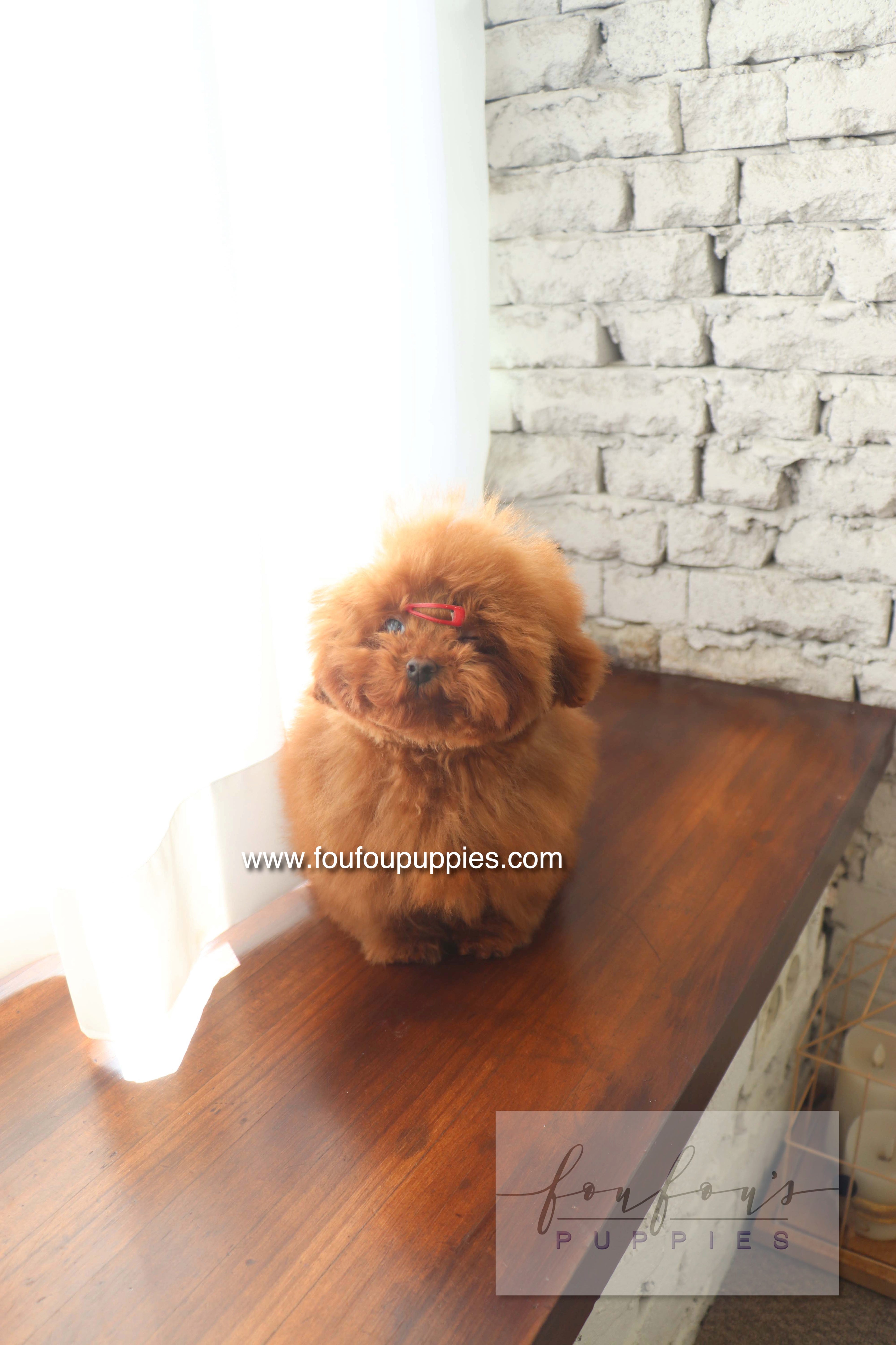 Murphy - Poodle M.