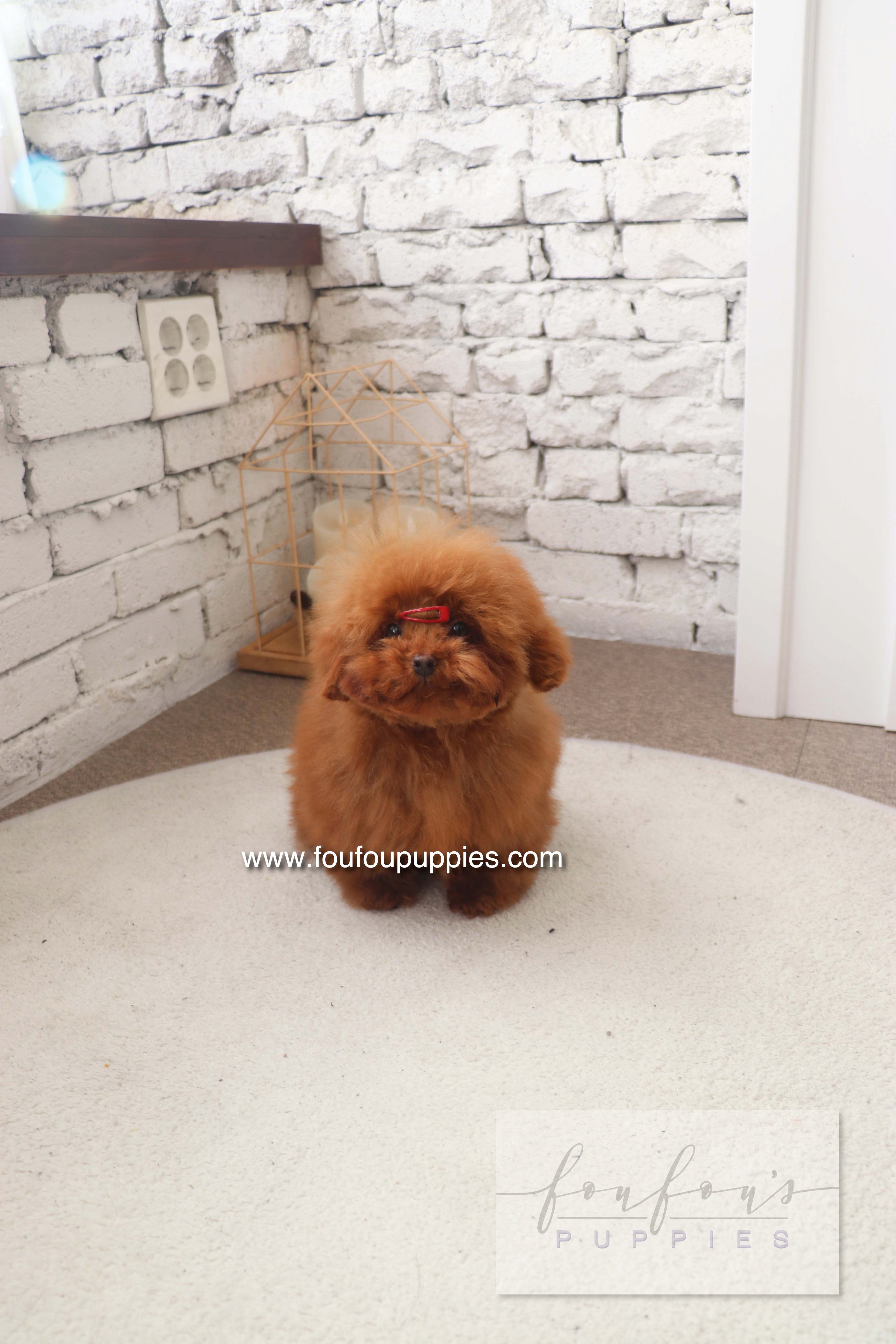 Murphy - Poodle M.