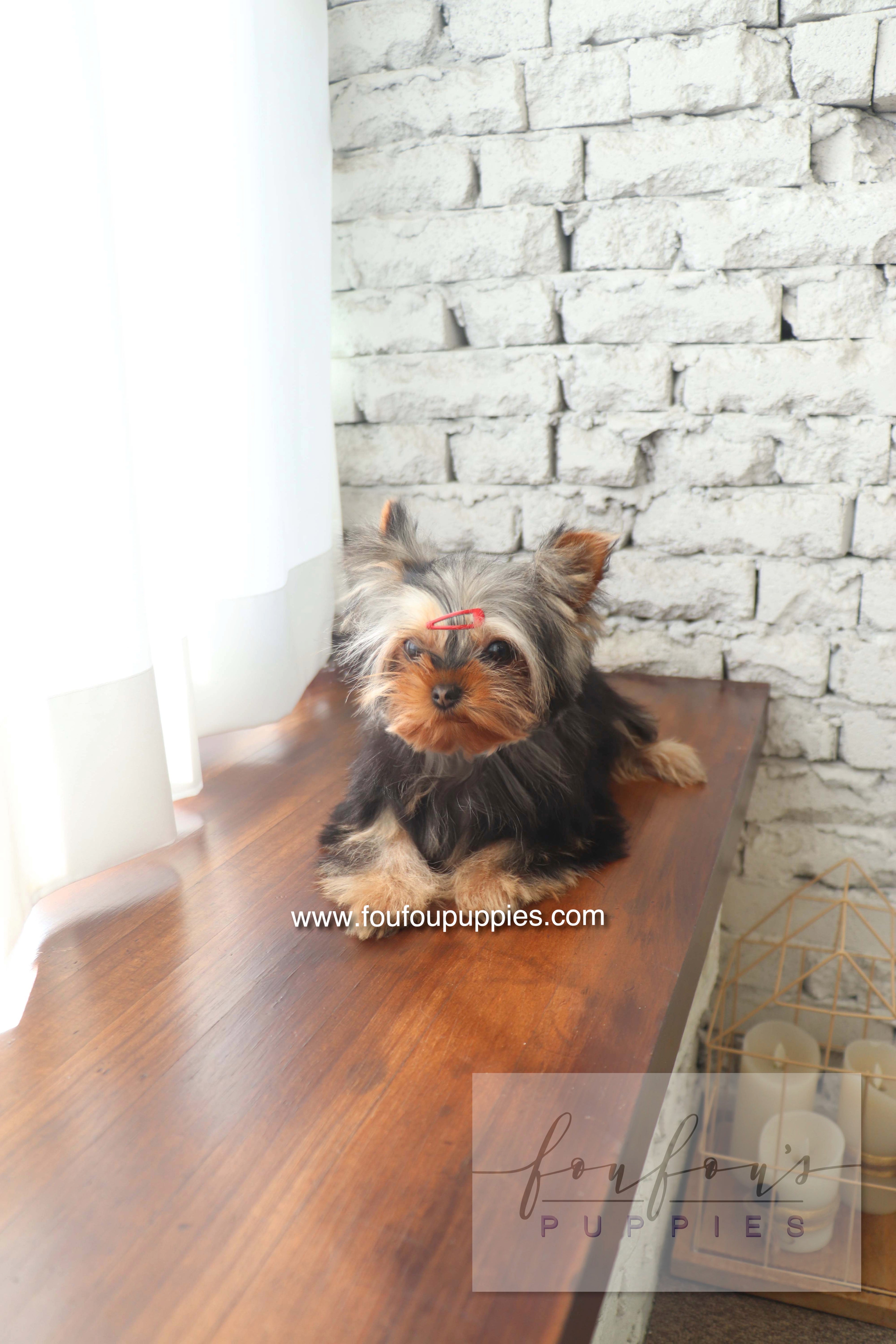 Claire - Yorkshire Terrier F.