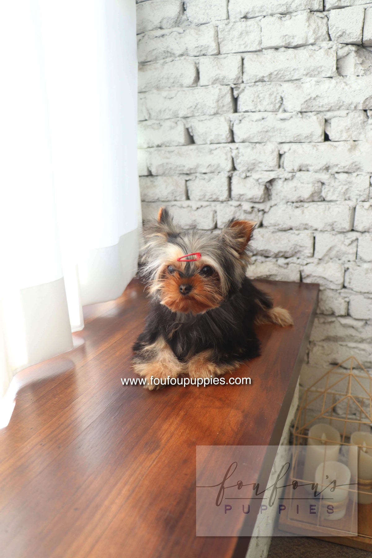 Claire - Yorkshire Terrier F.
