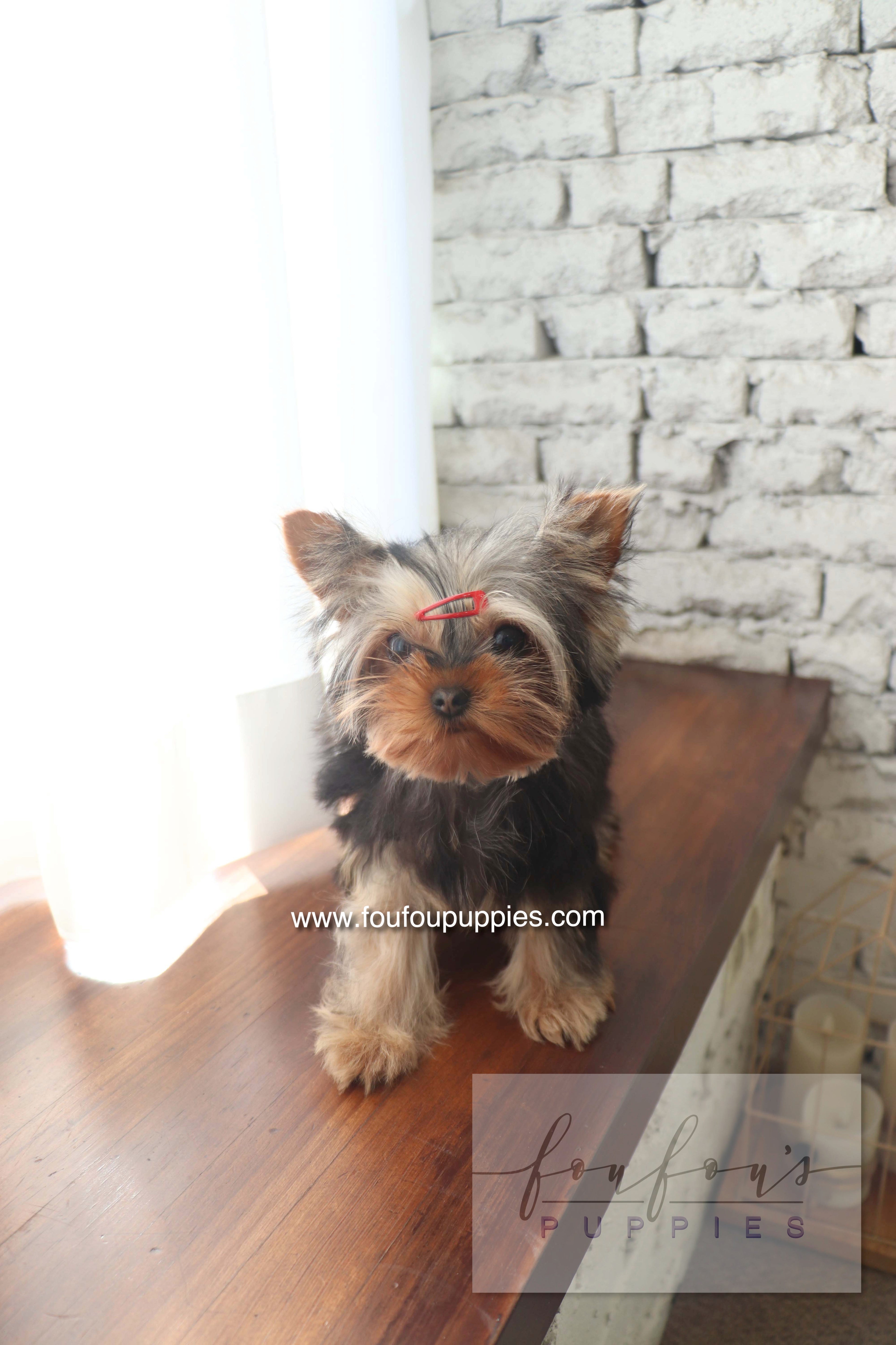 Claire - Yorkshire Terrier F.