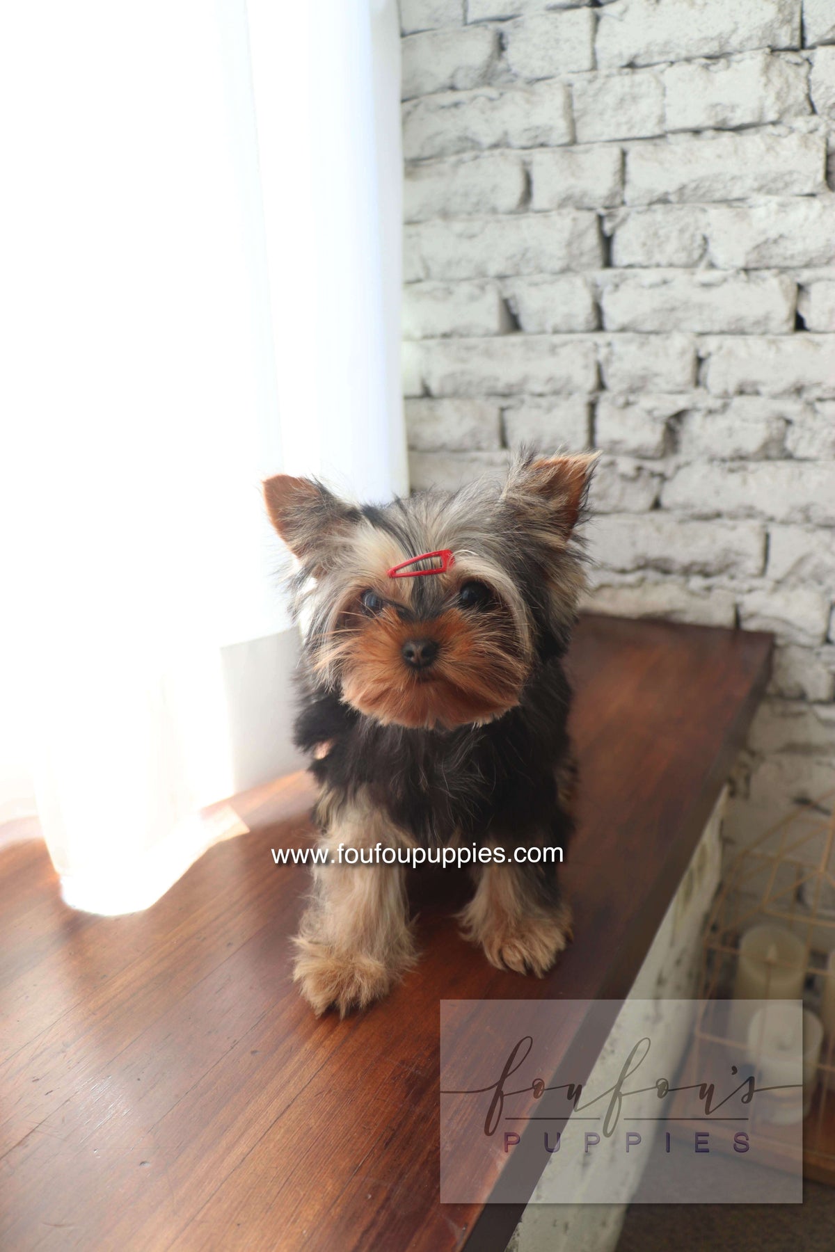 Claire - Yorkshire Terrier F.