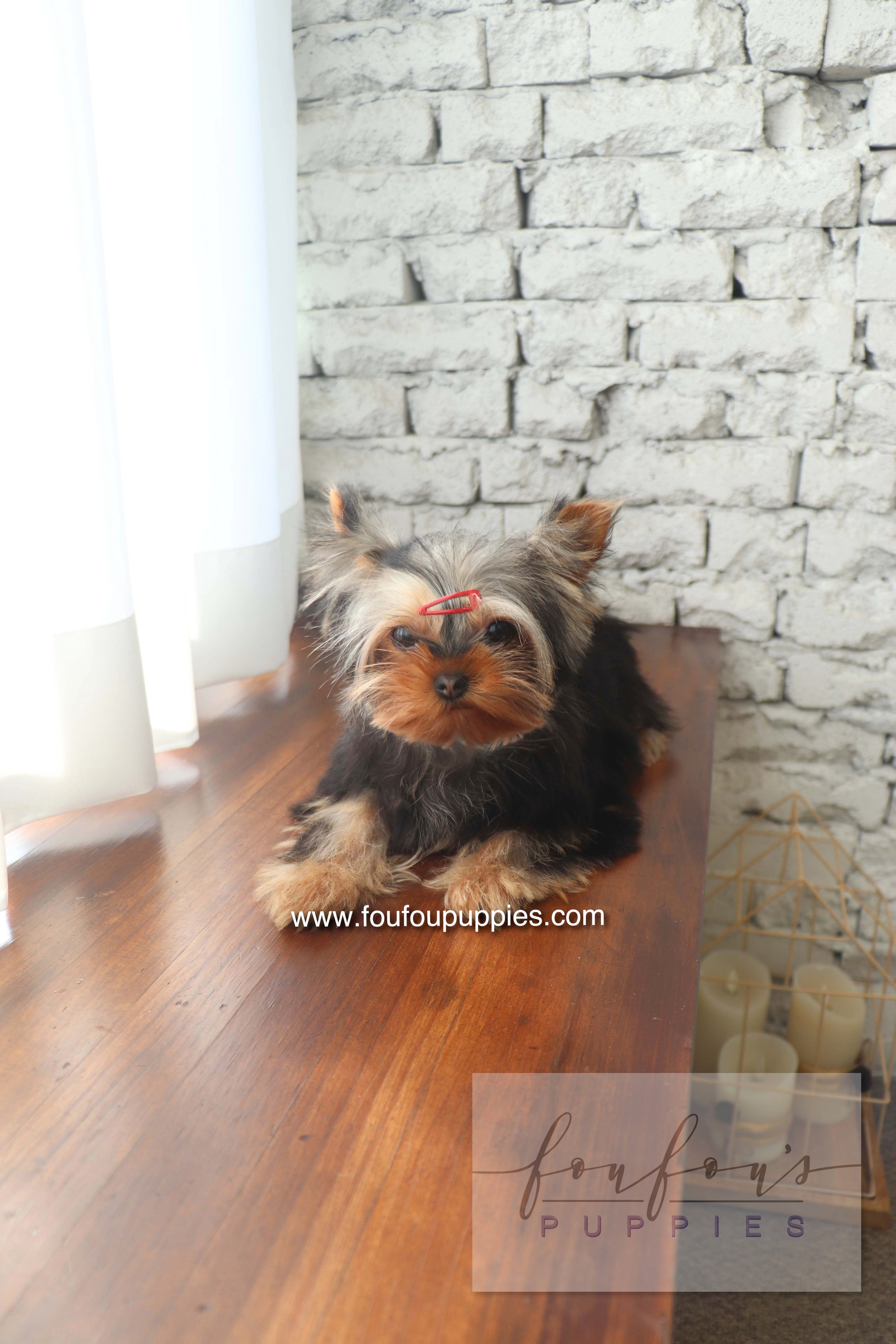 Claire - Yorkshire Terrier F.