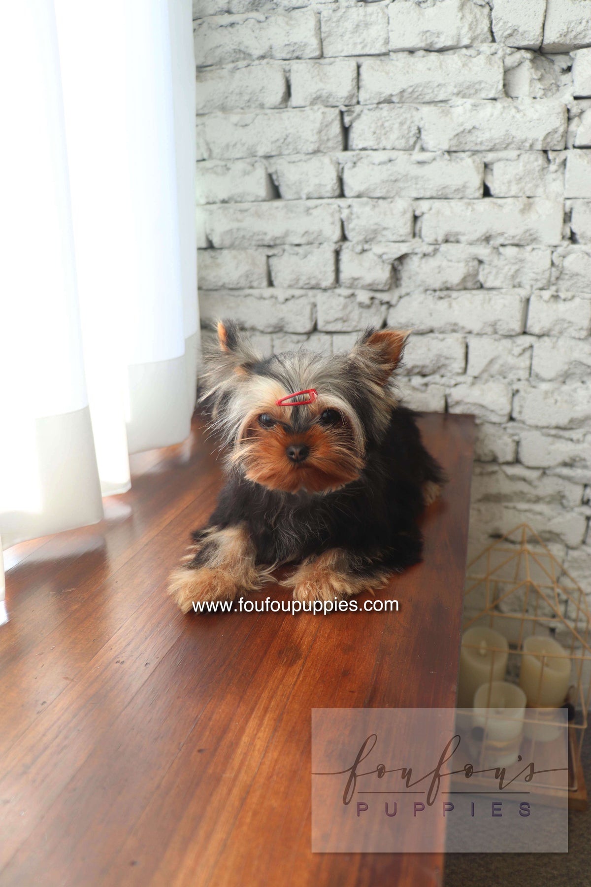 Claire - Yorkshire Terrier F.