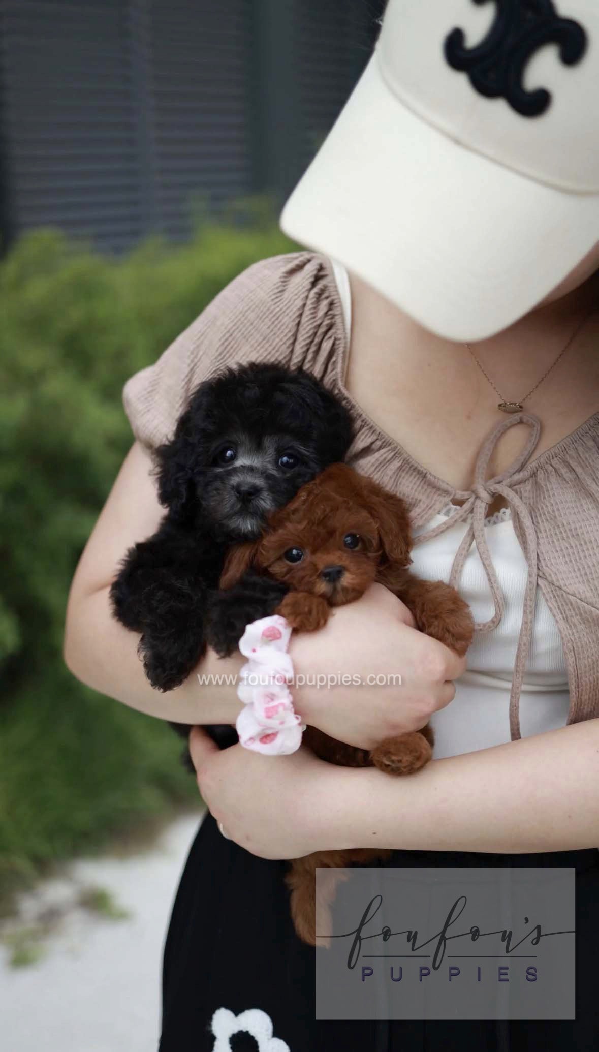 Dahlia - Poodle F.