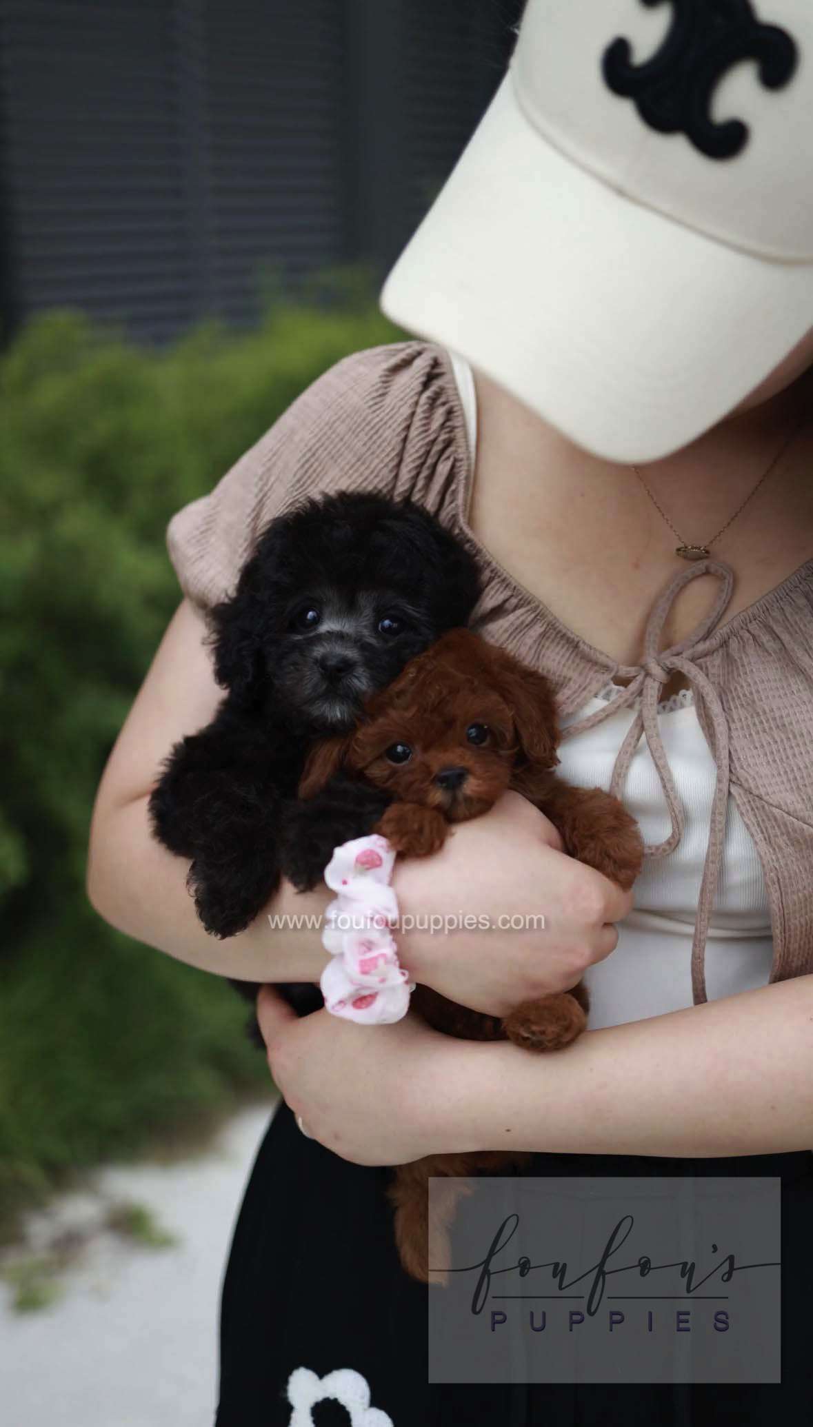 Dahlia - Poodle F.