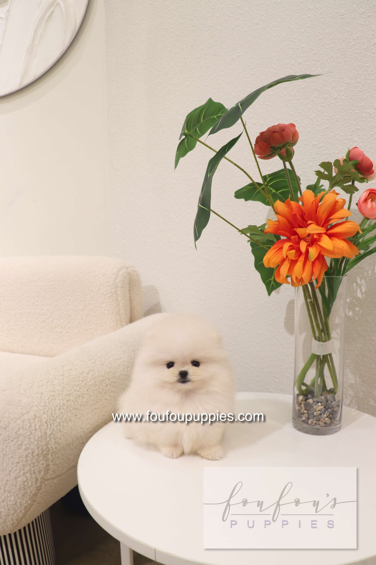 Cotton Candy- Pomeranian F.