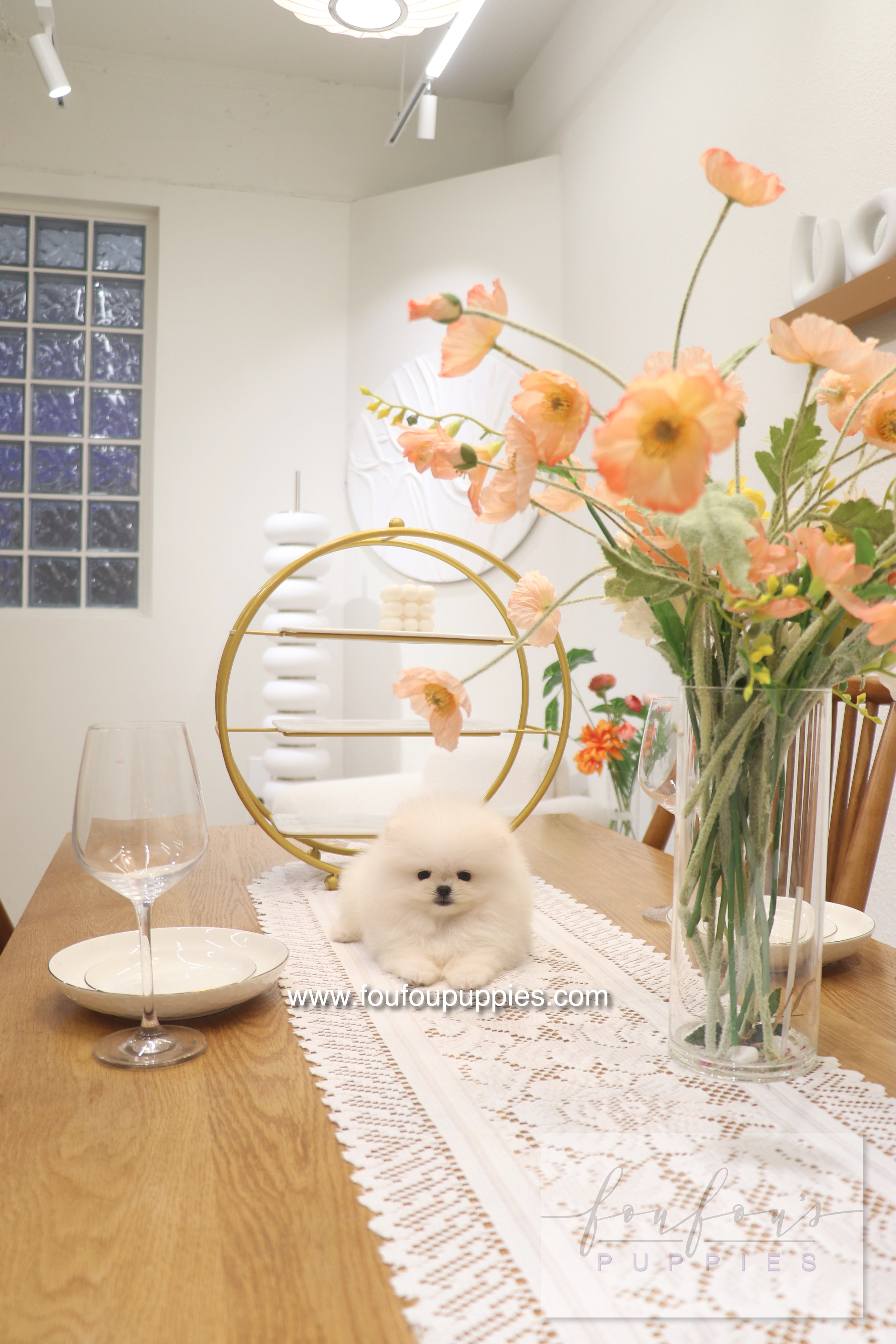 Cotton Candy- Pomeranian F.