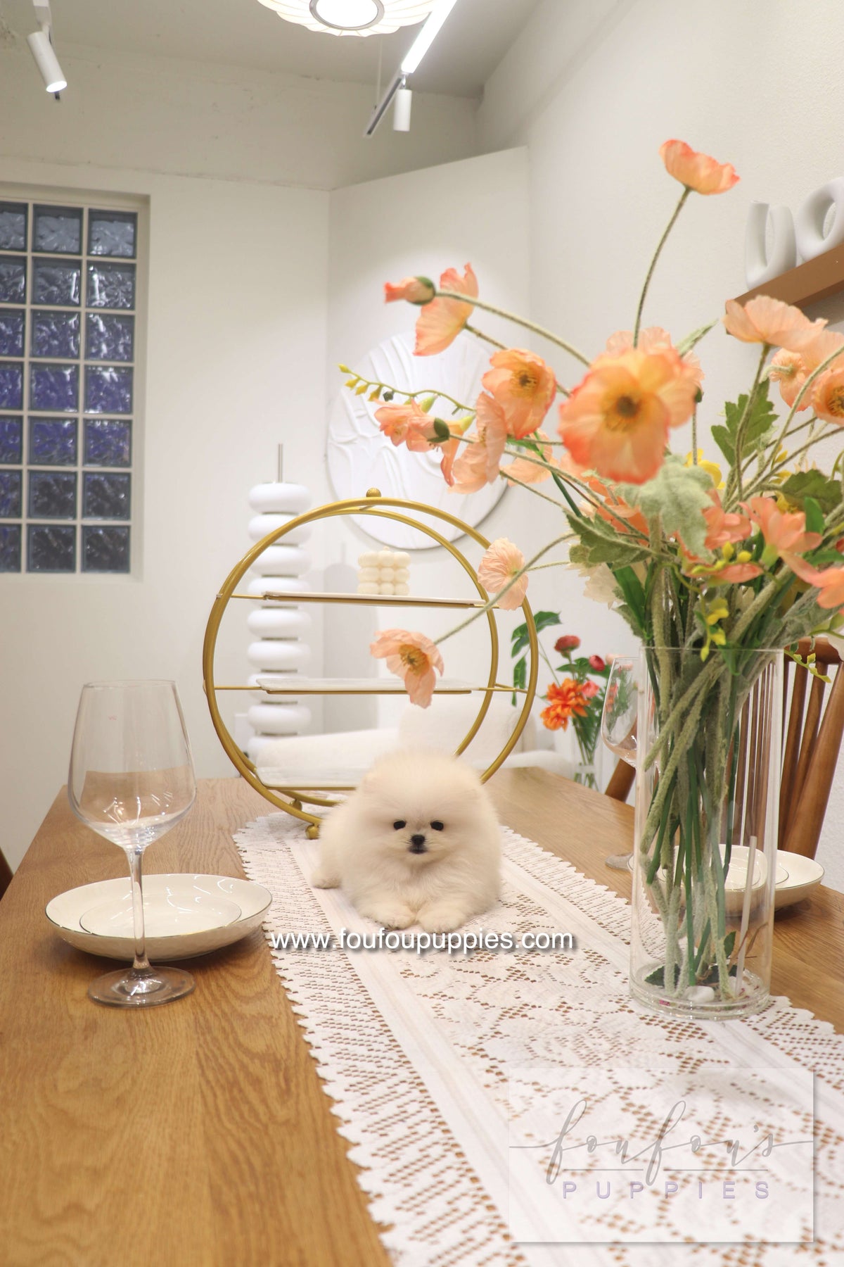 Cotton Candy- Pomeranian F.