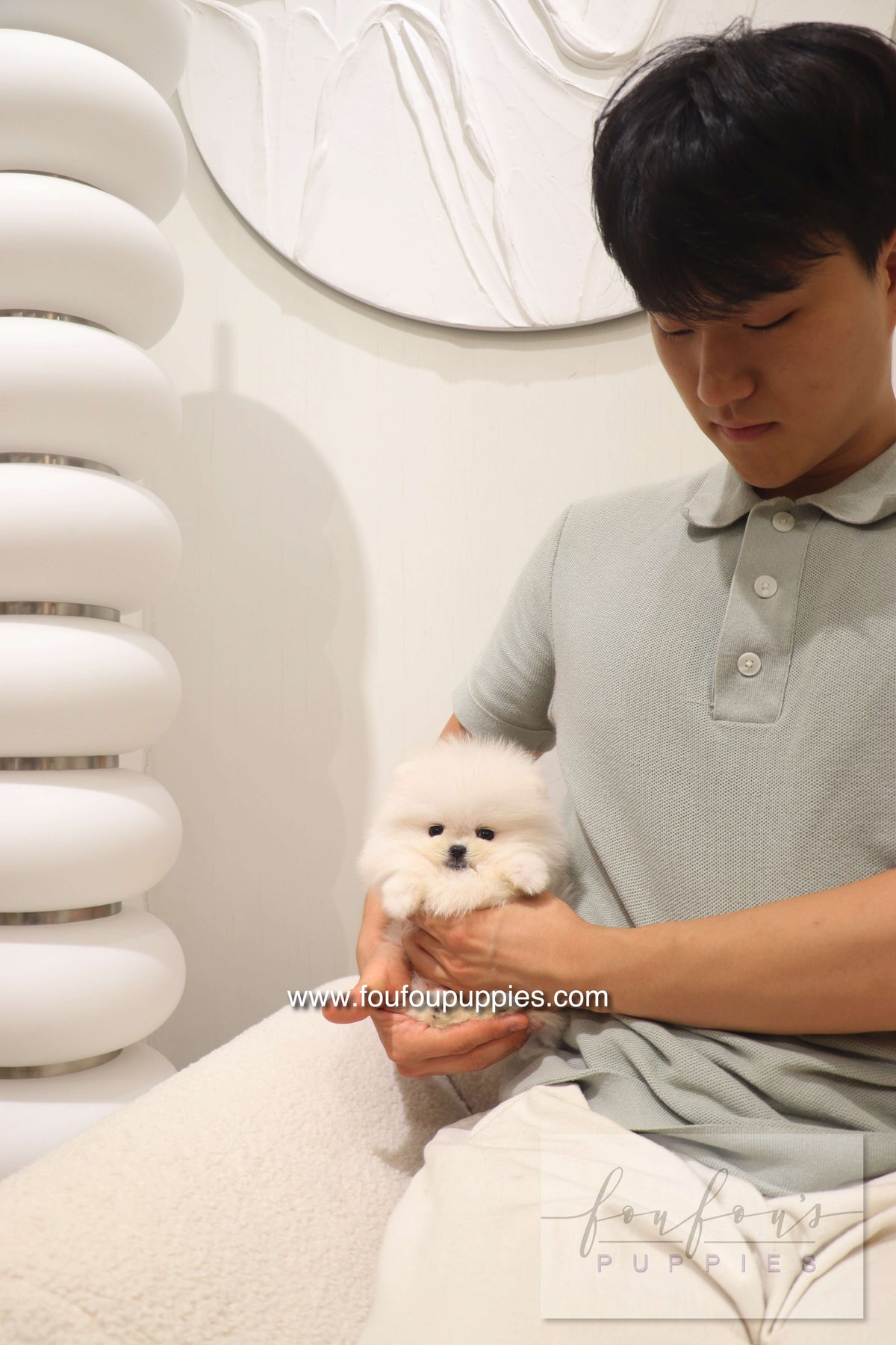 Cotton Candy- Pomeranian F.