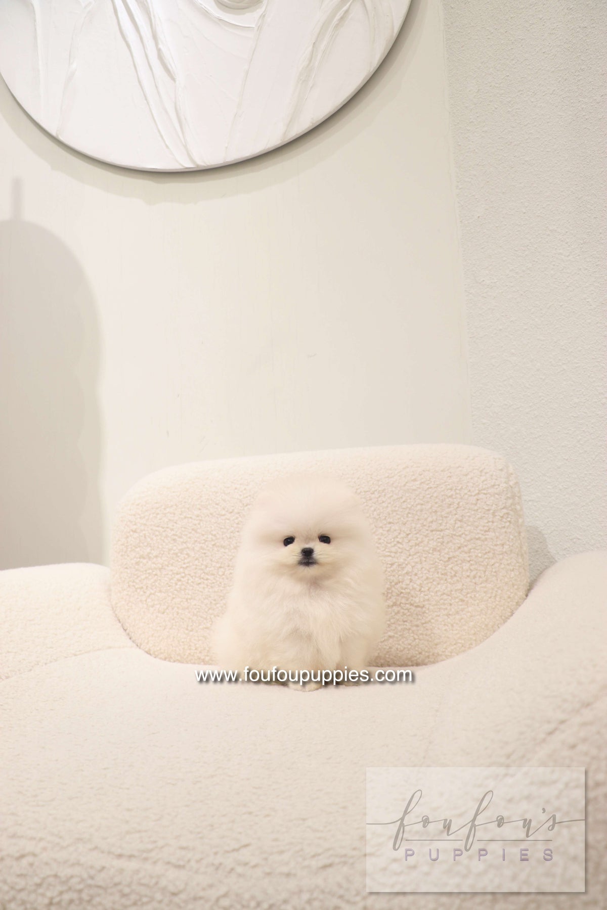 Cotton Candy- Pomeranian F.