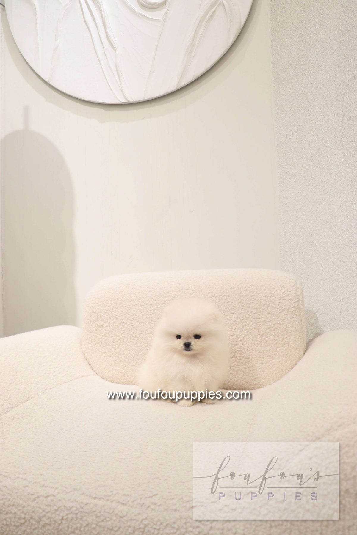 Cotton Candy- Pomeranian F.