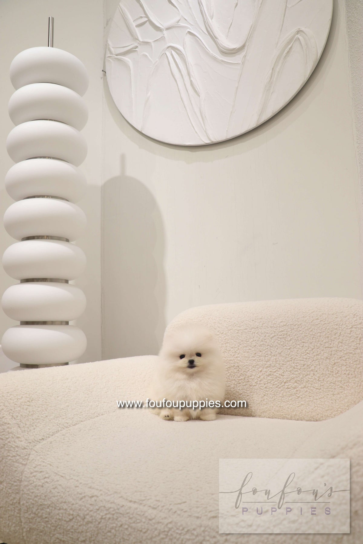 Cotton Candy- Pomeranian F.