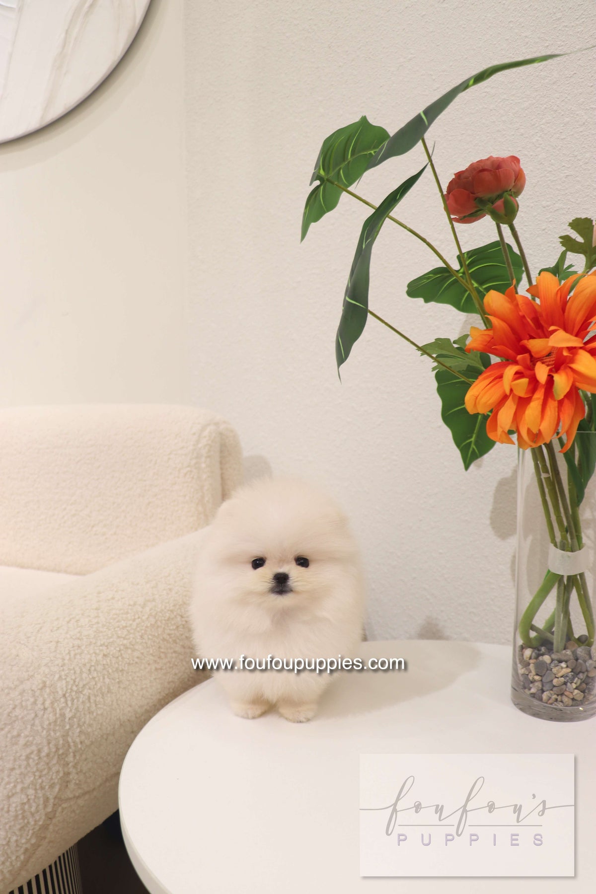 Cotton Candy- Pomeranian F.