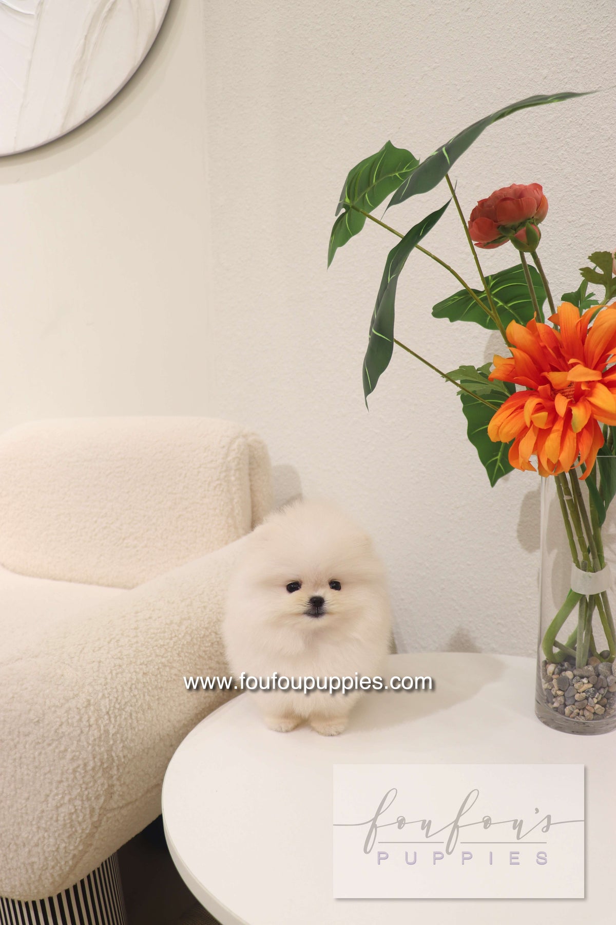 Cotton Candy- Pomeranian F.