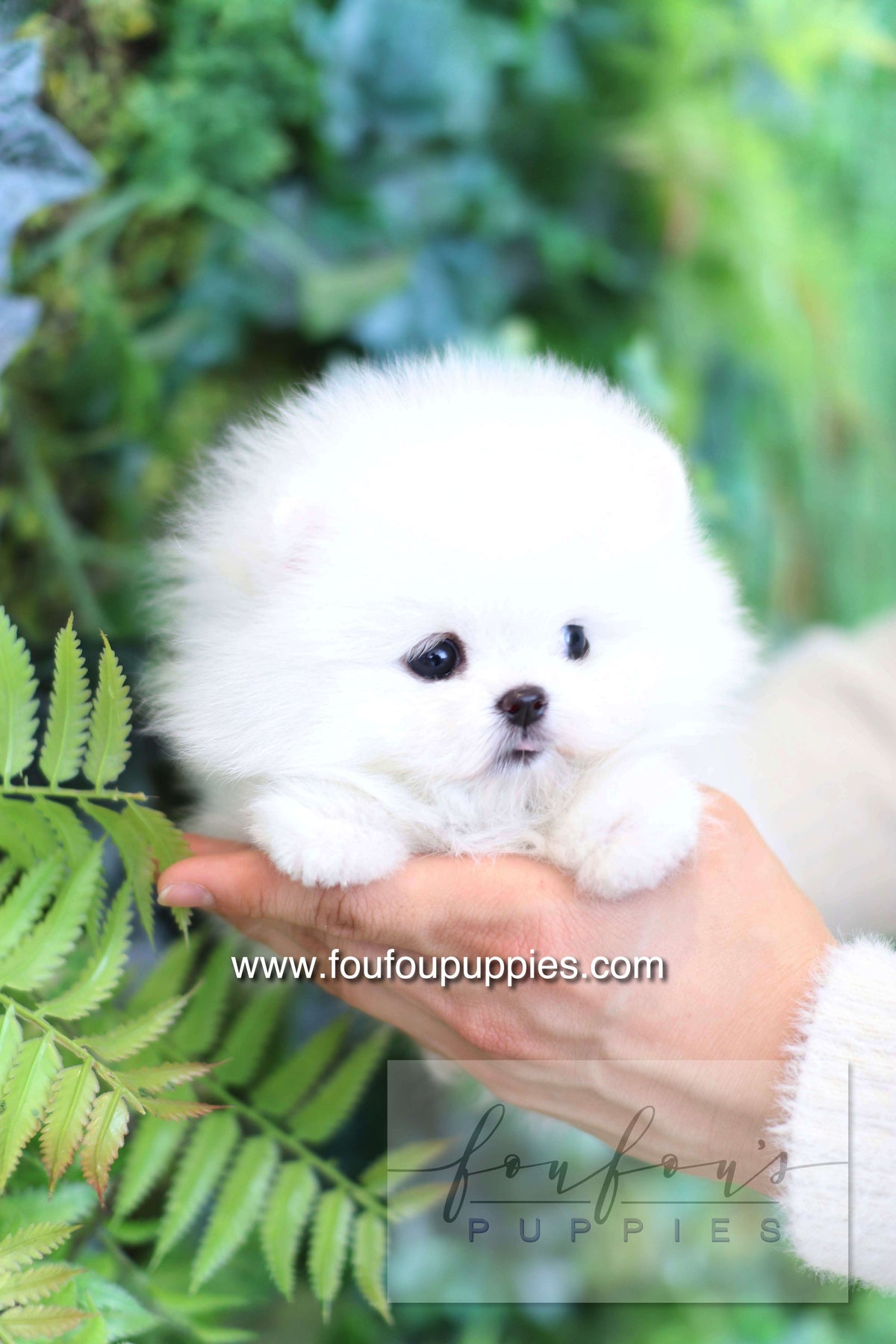 Dolce - Pomeranian F.