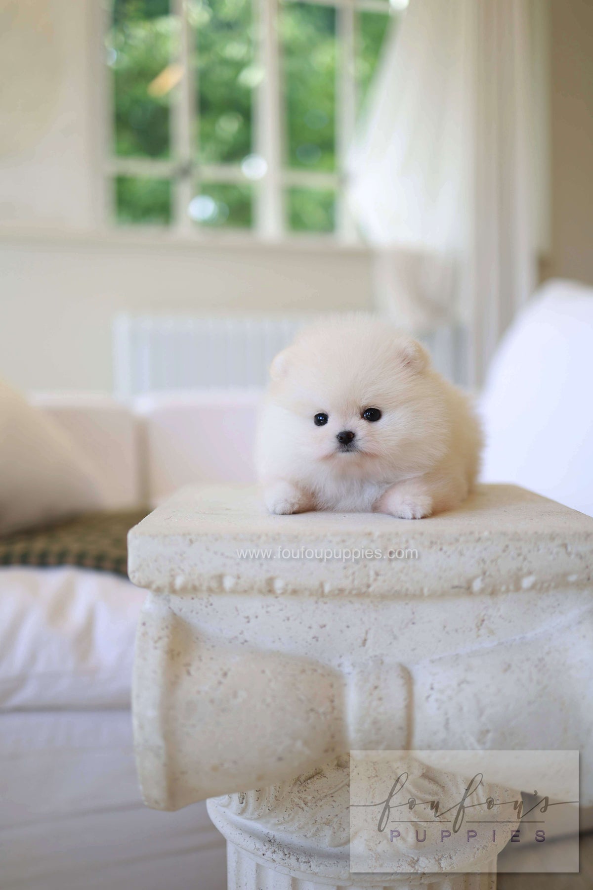 BeBe - Pomeranian F.