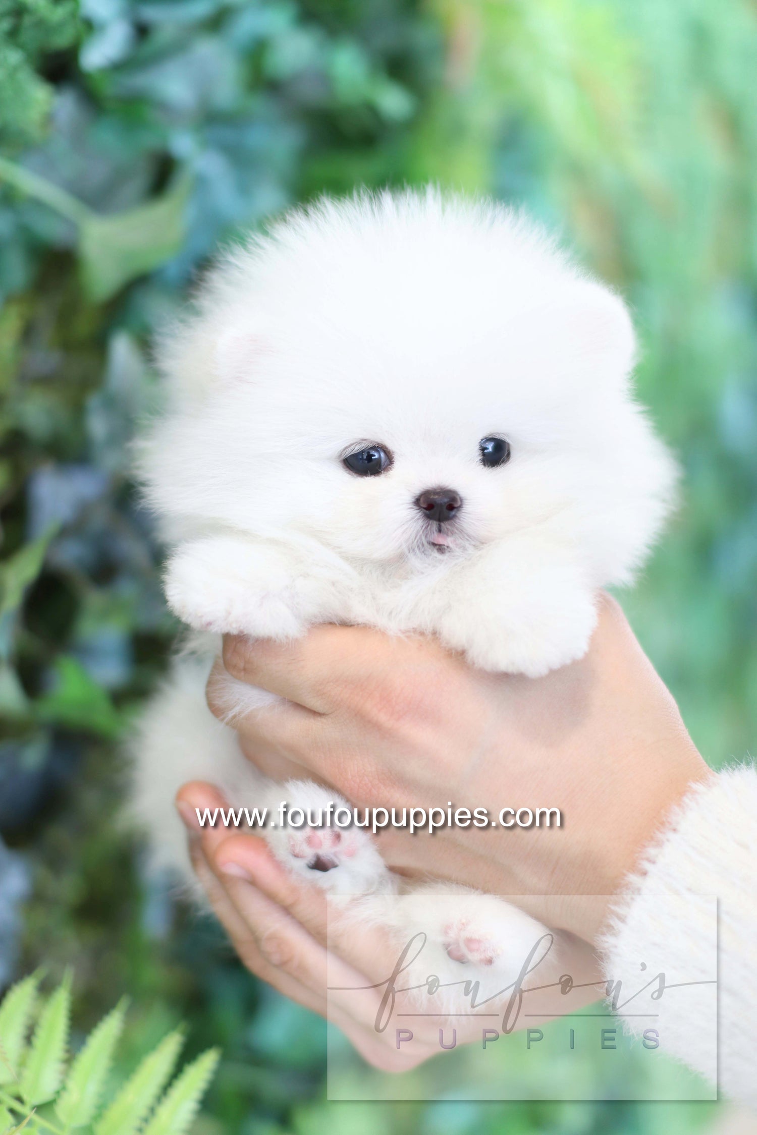 Dolce - Pomeranian F.