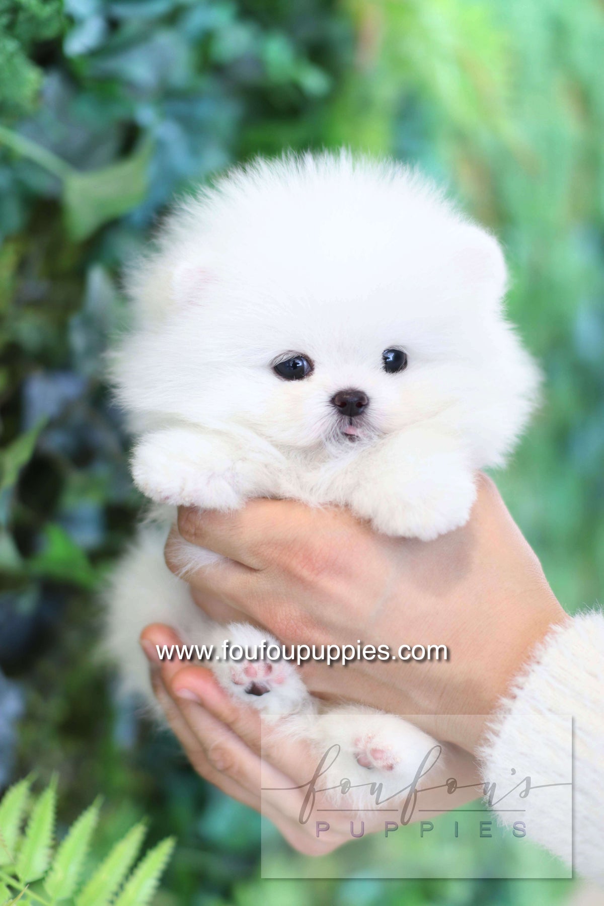 Dolce - Pomeranian F.